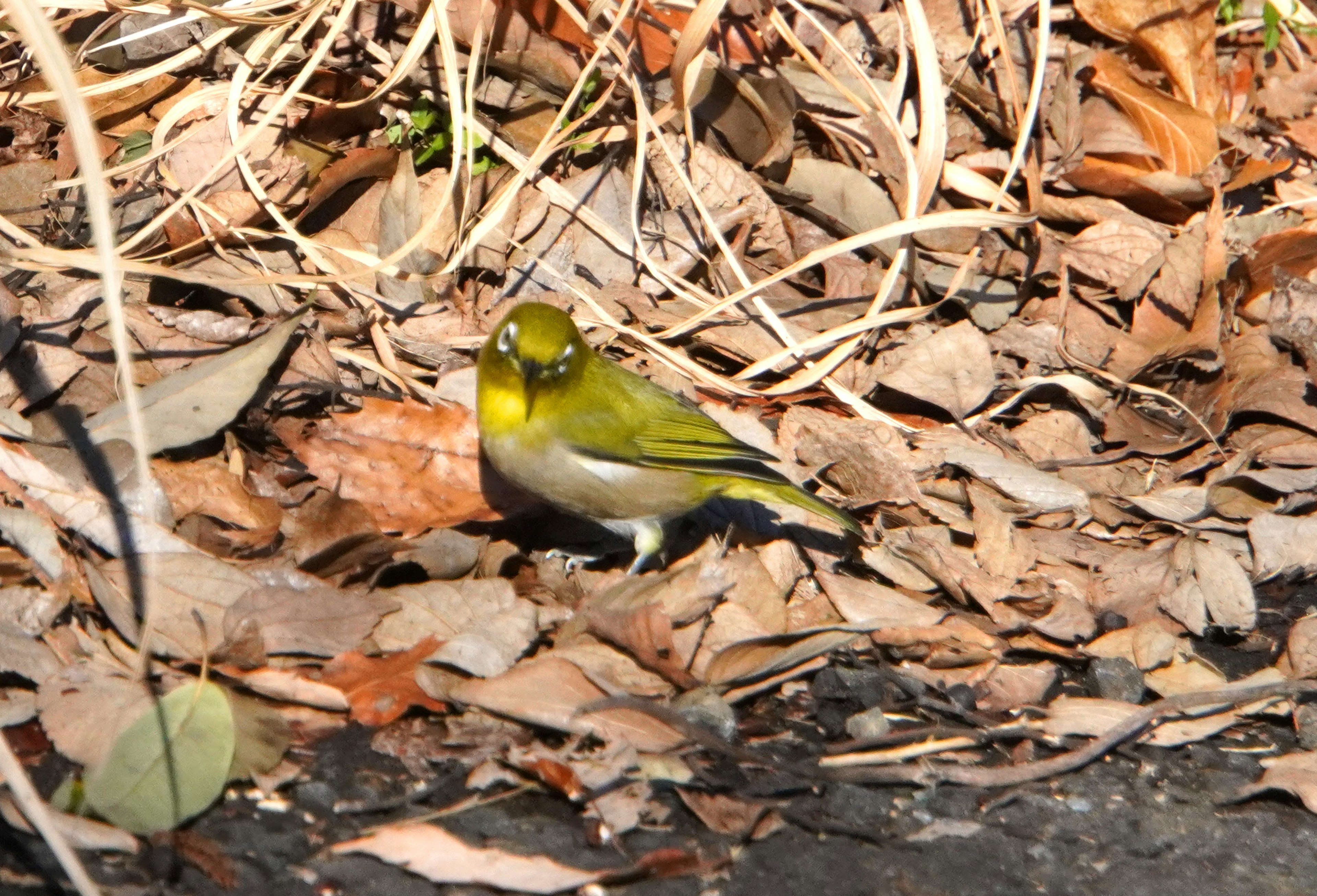 Petit oiseau vert parmi les feuilles mortes