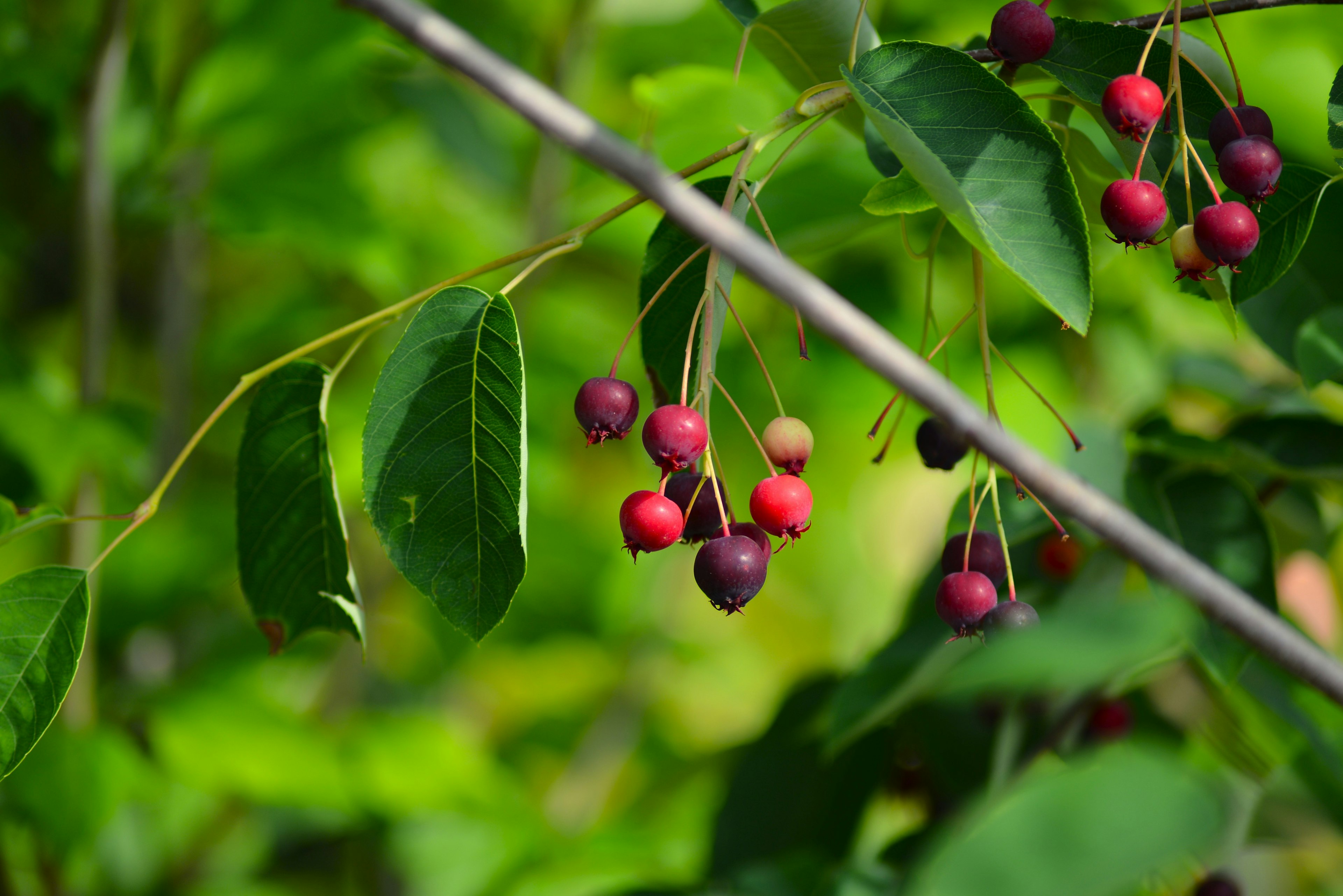 Zweig mit roten und lila Beeren umgeben von grünen Blättern