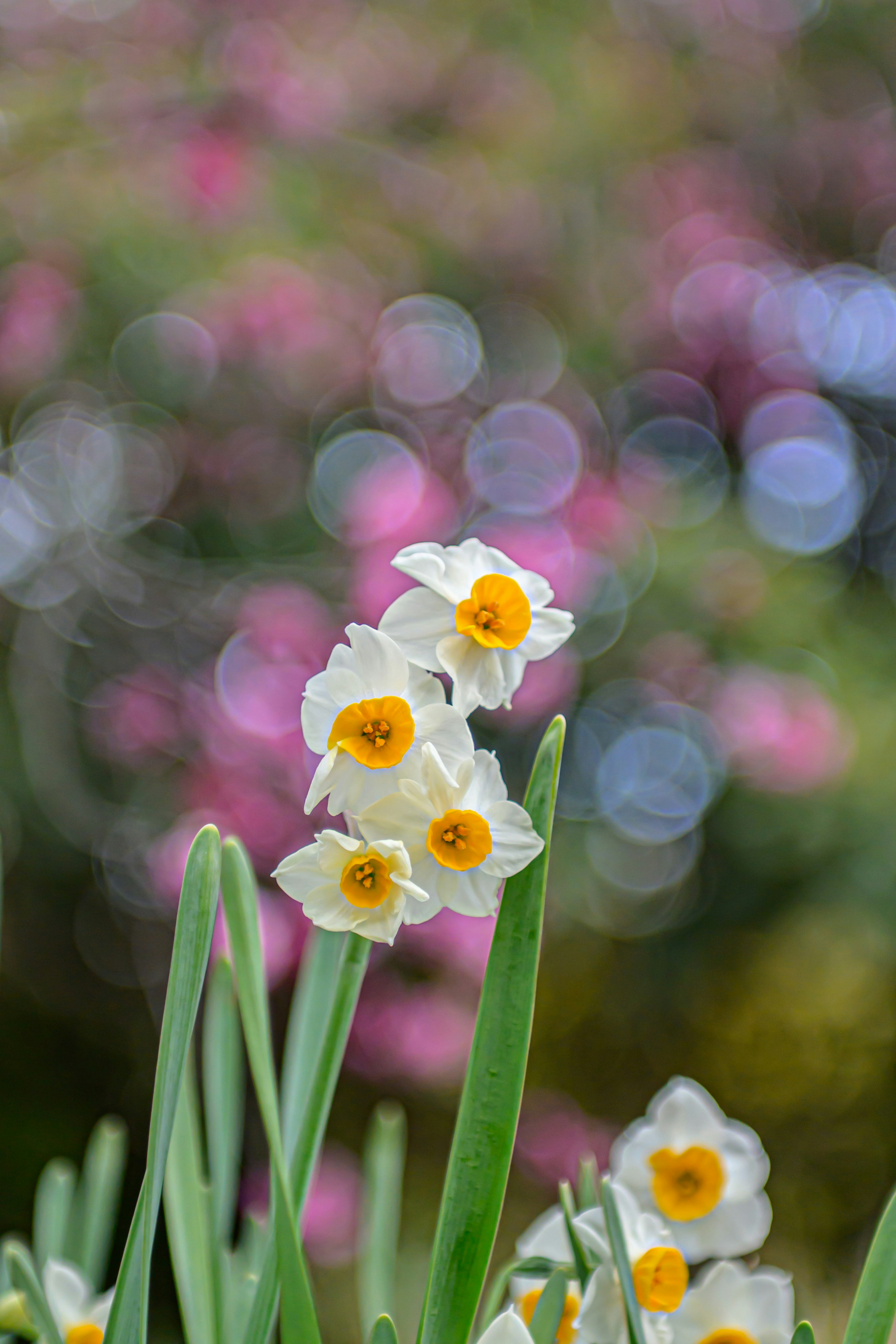 Bunga daffodil putih dengan pusat kuning di latar belakang blur berwarna