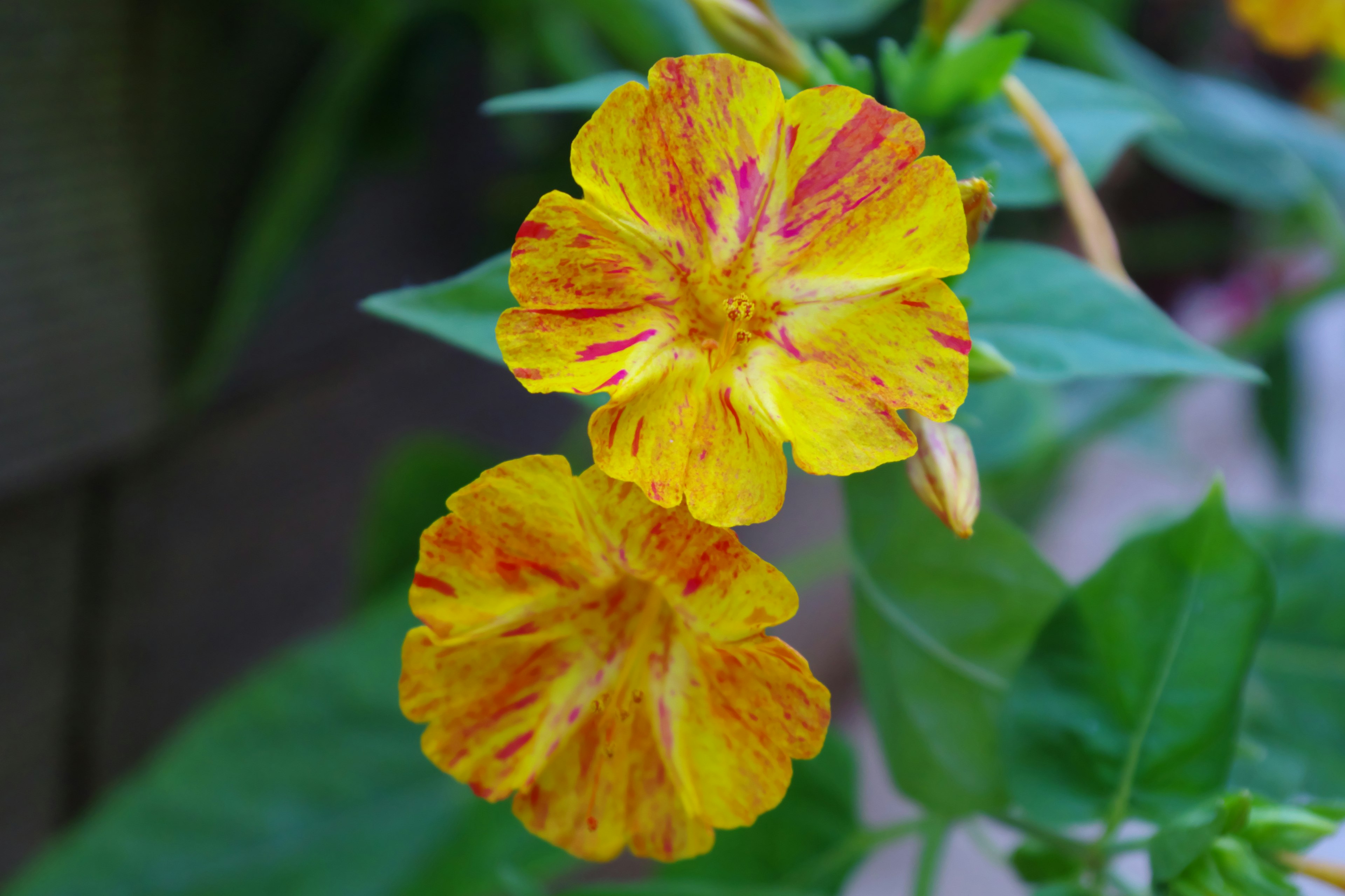 Vibrant image of two yellow flowers with red streaks