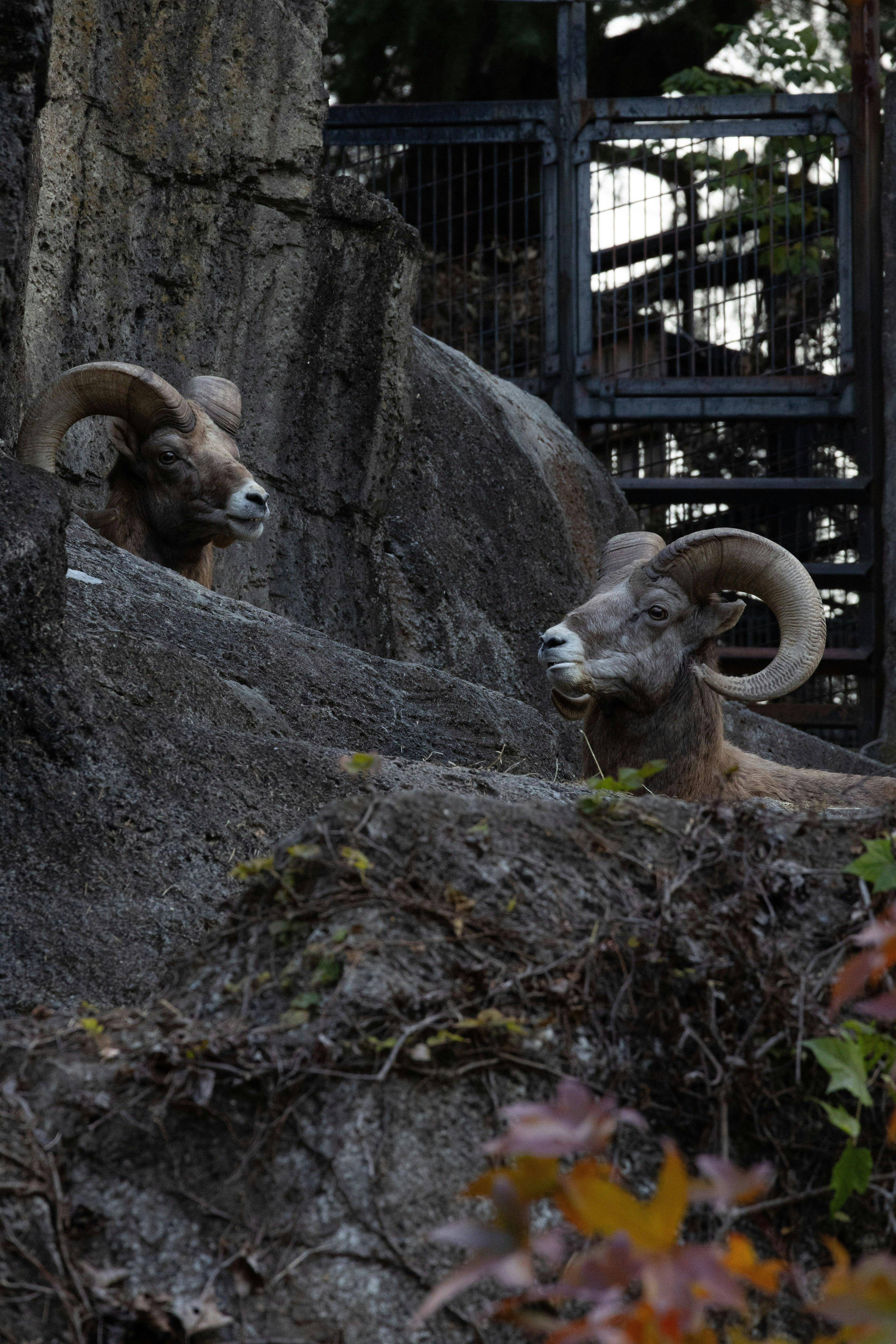 Deux chèvres de montagne se reposant parmi un terrain rocheux