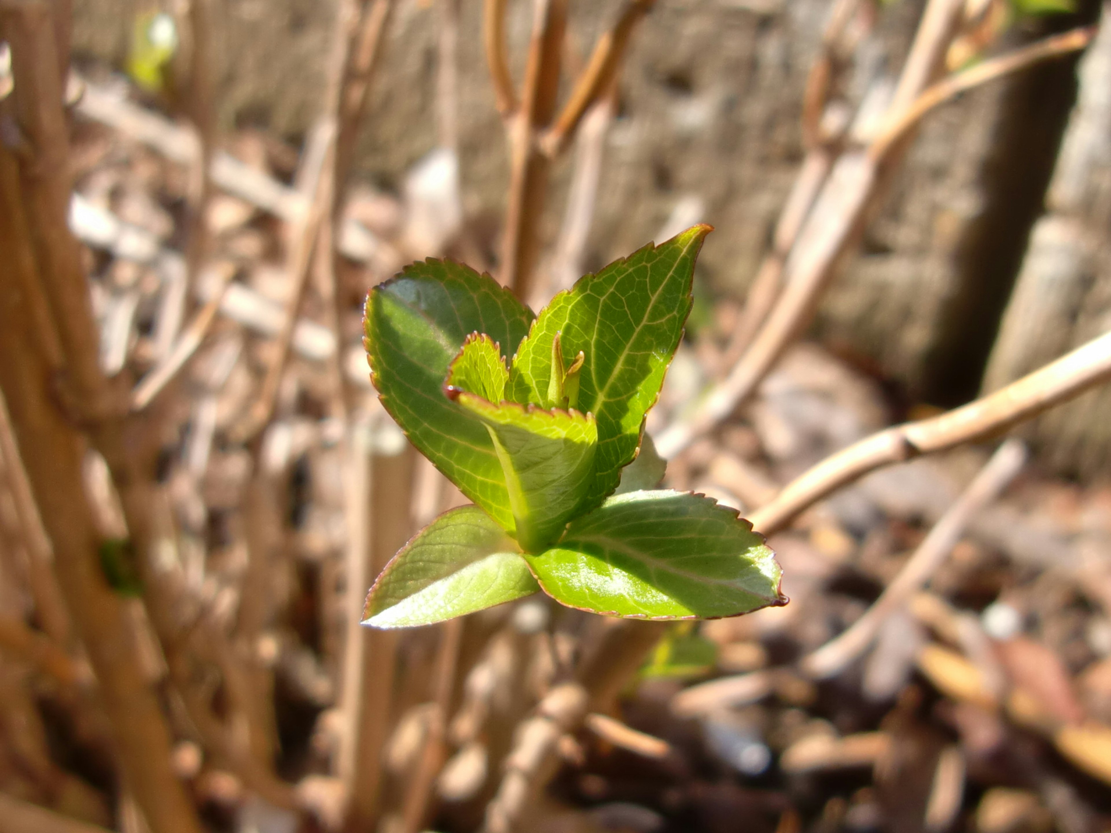 新緑の葉が出ている植物のクローズアップ画像