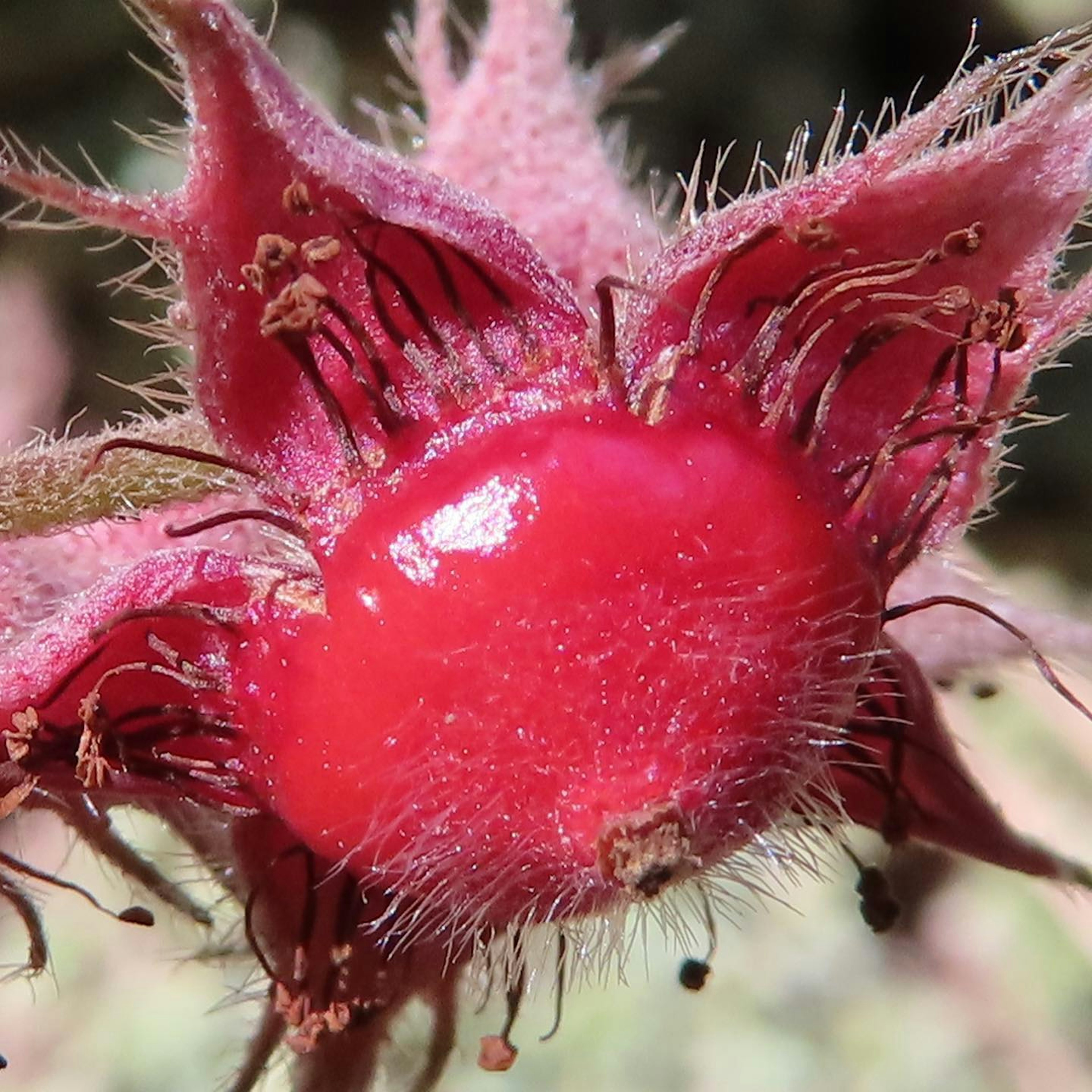 Primo piano di una pianta con un frutto rosso caratterizzato da una texture pelosa e una forma unica