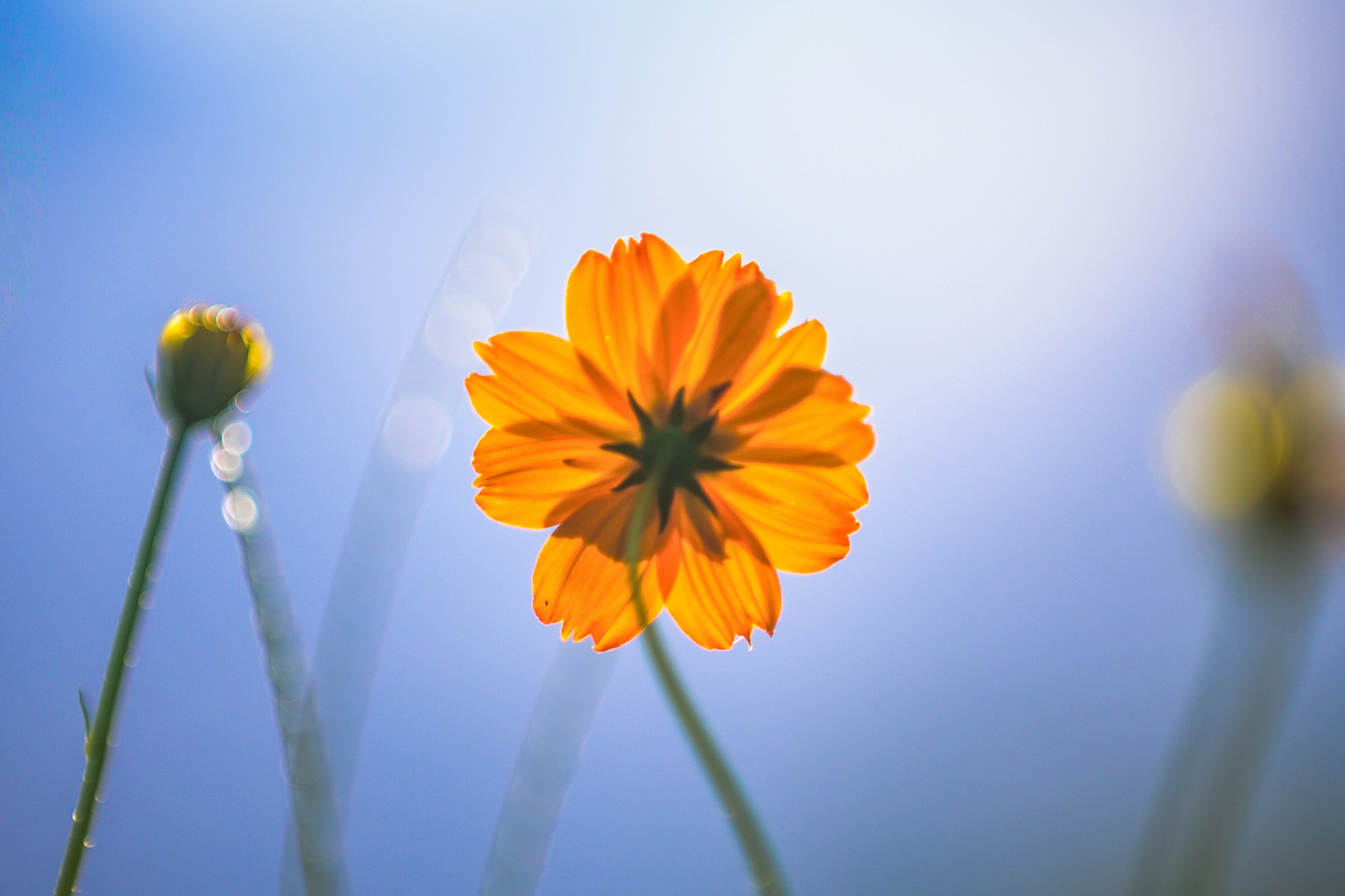 Vibrant orange flower with buds against a blue sky background