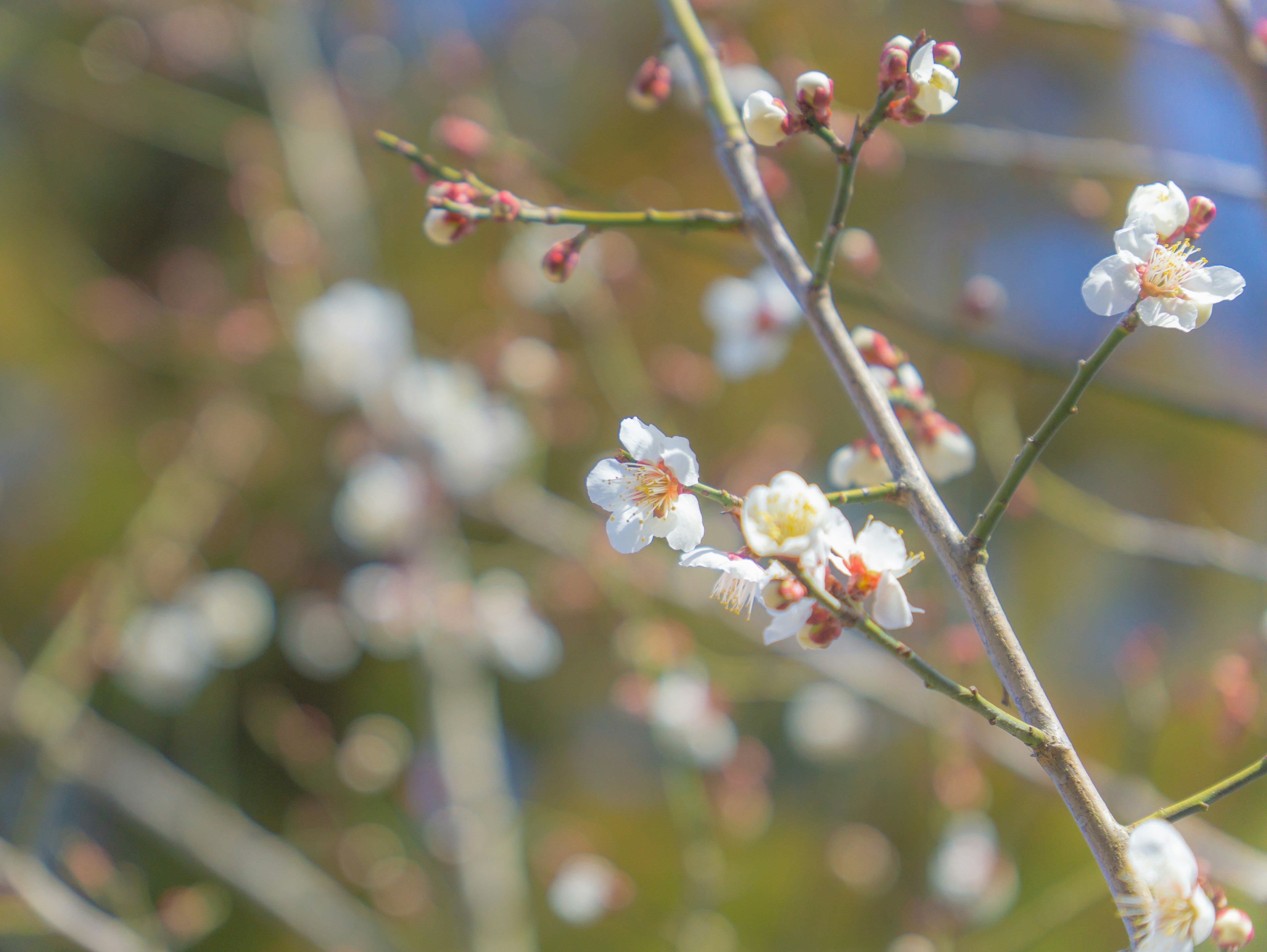 白色花朵和芽的树枝特写