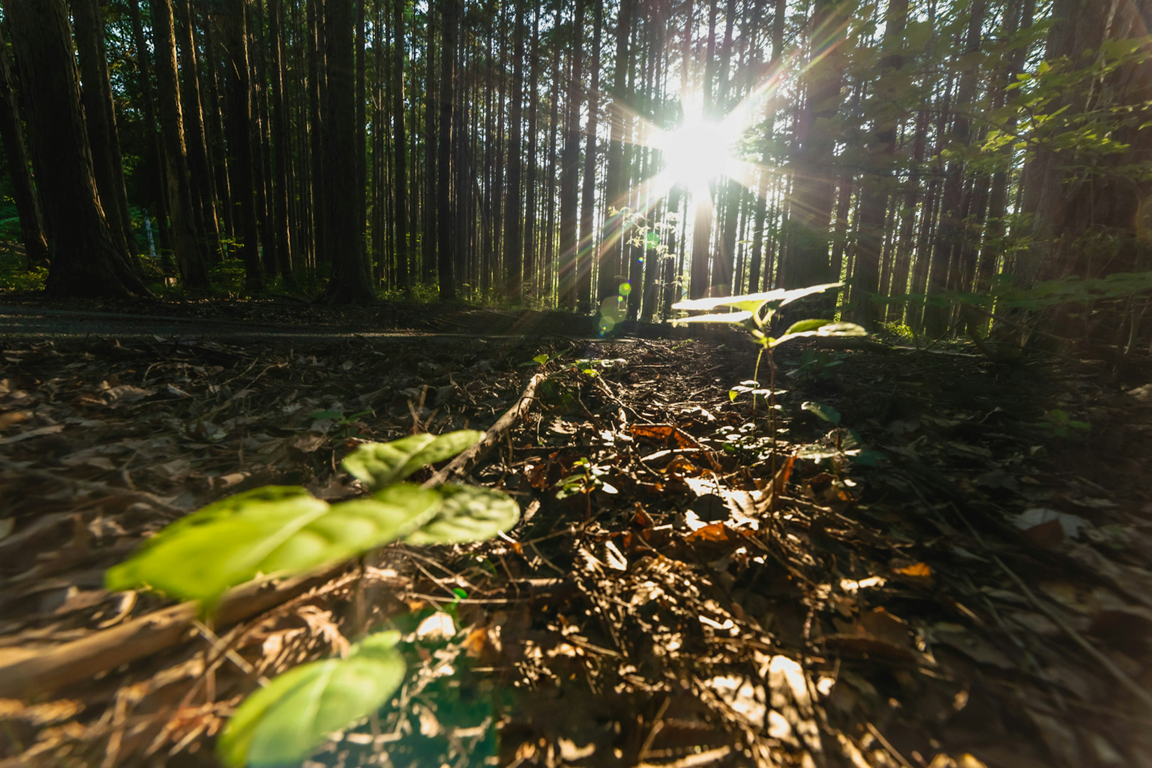 Raggi di sole che filtrano tra gli alberi su un terreno forestale con foglie verdi