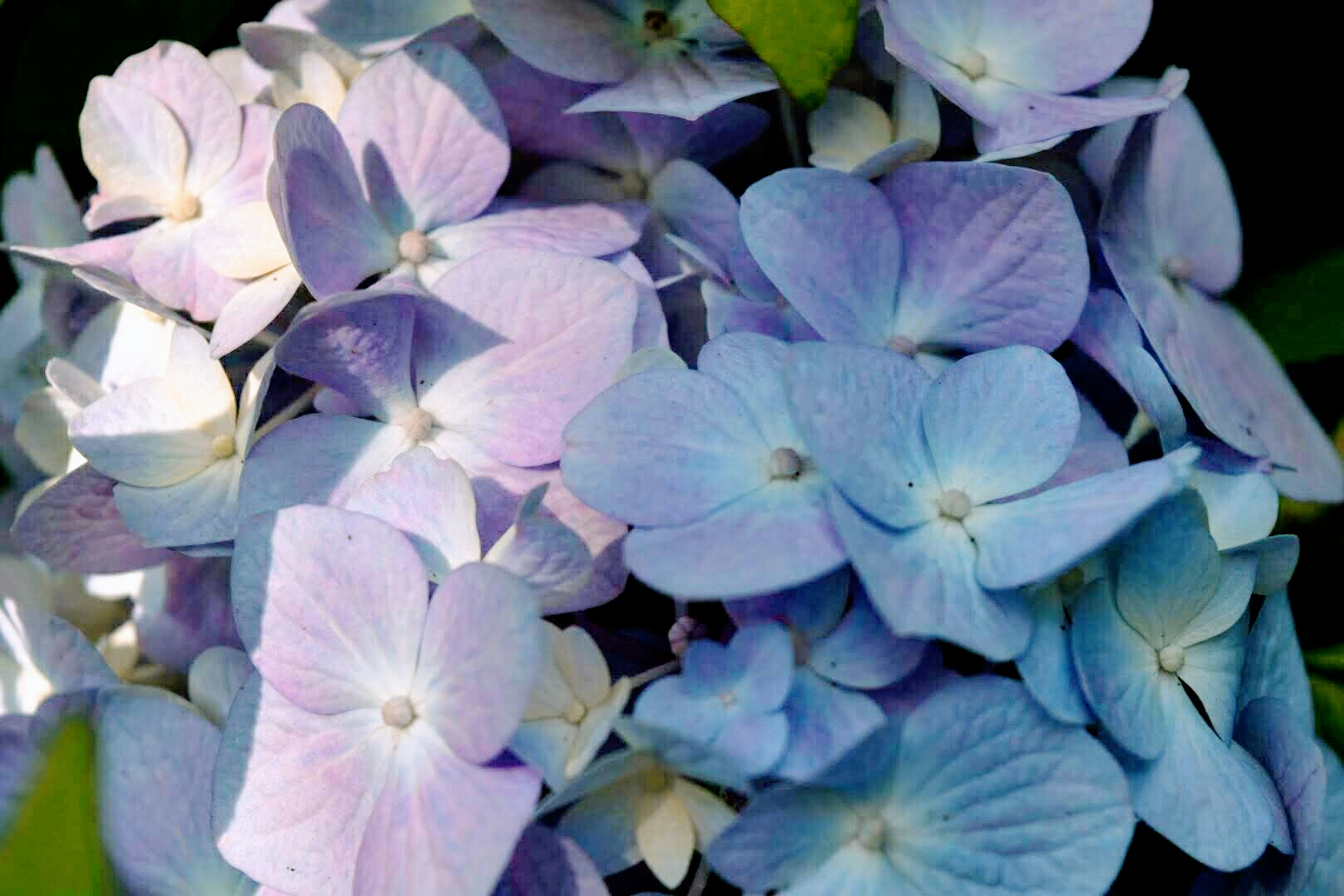 Hermosos racimos de flores de hortensia azules y moradas