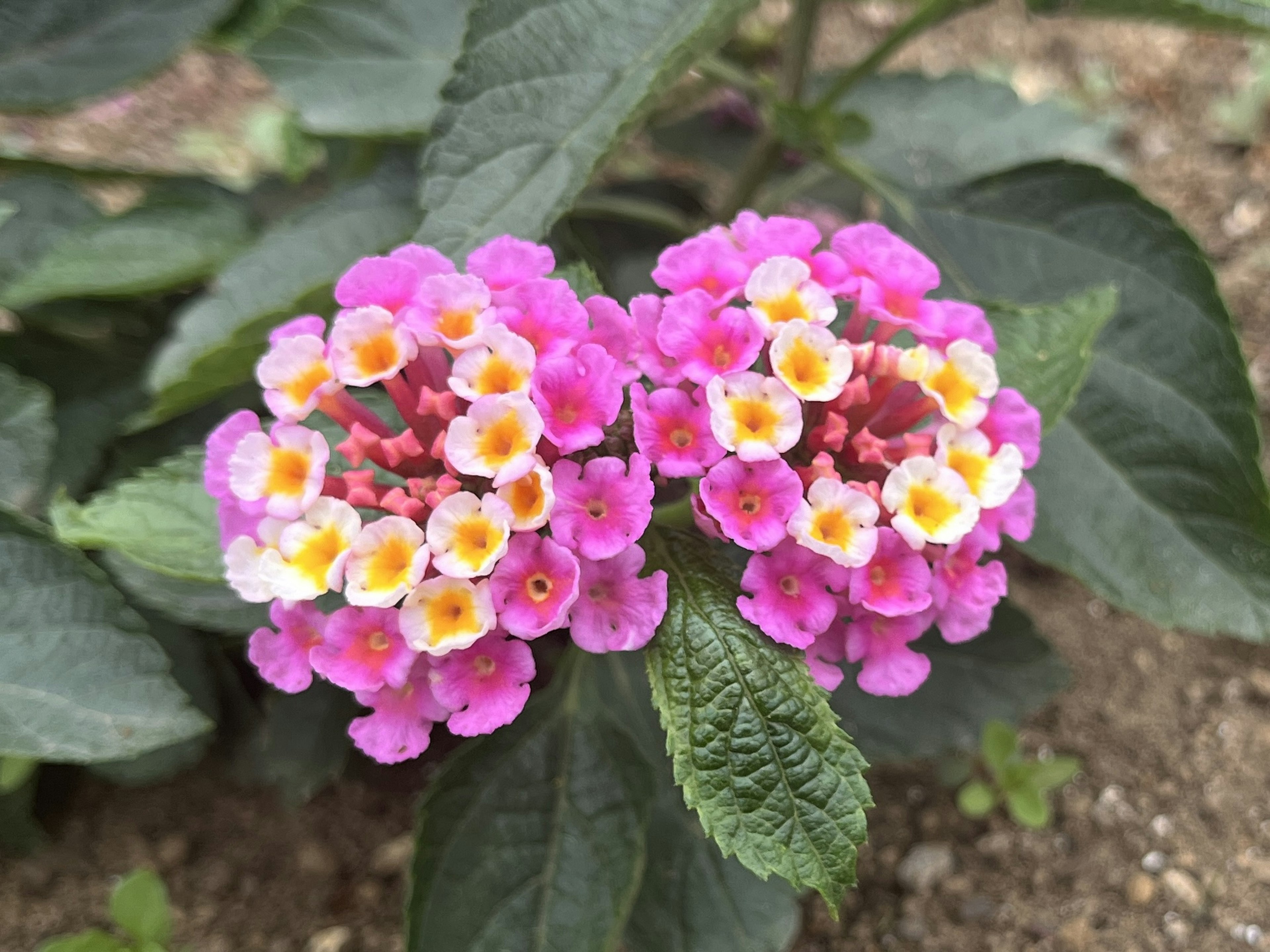 Clusters of pink and yellow flowers with green leaves