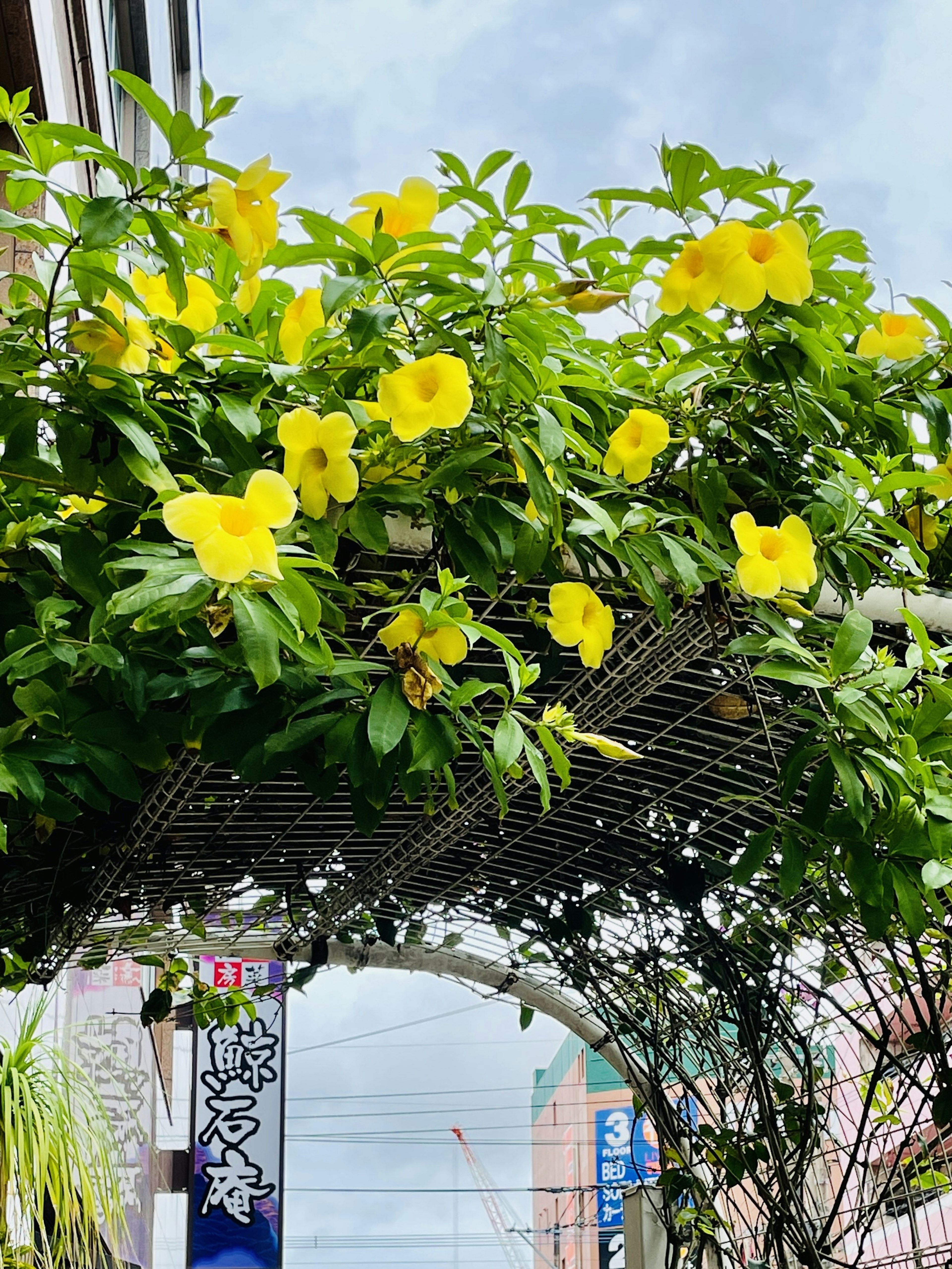 黄色い花が咲く緑の植物がアーチ状に成長している風景