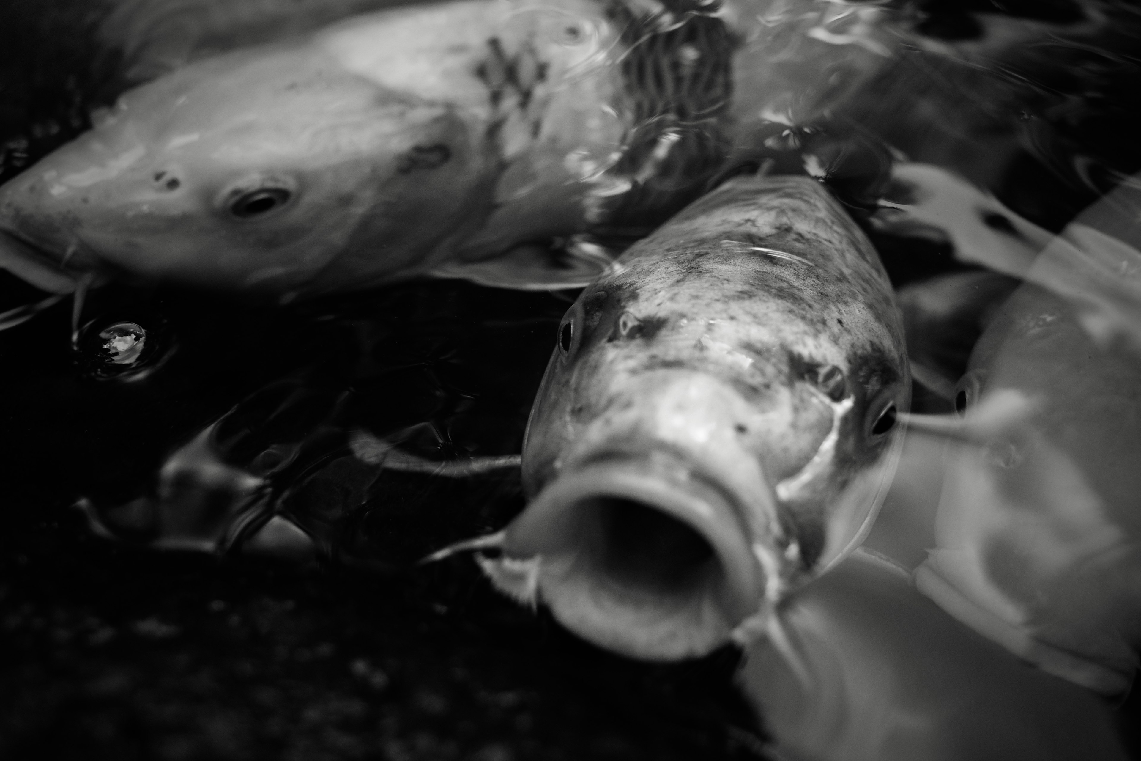 Black and white image of koi fish underwater