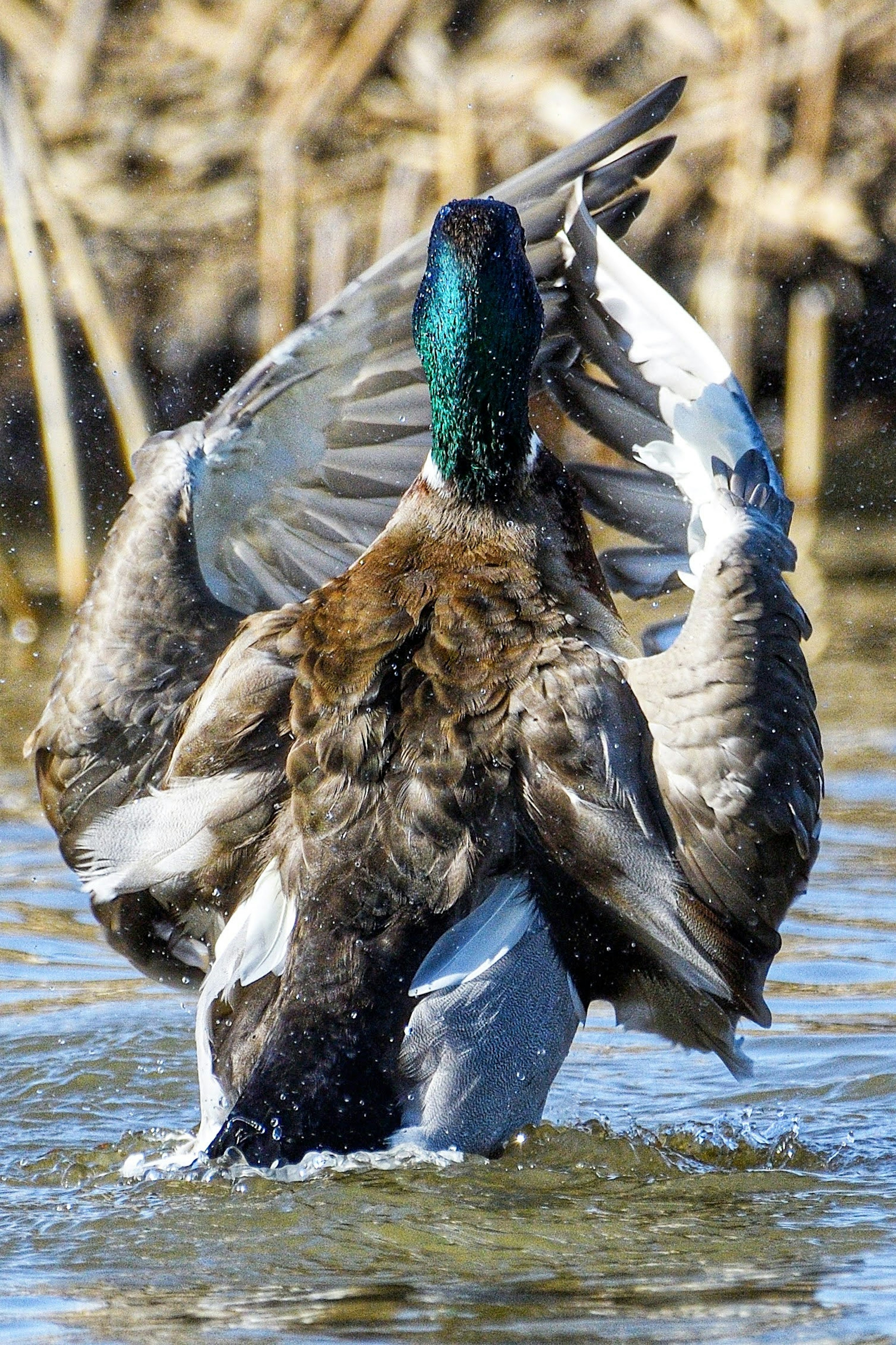 Un canard colvert déployant ses ailes à la surface de l'eau