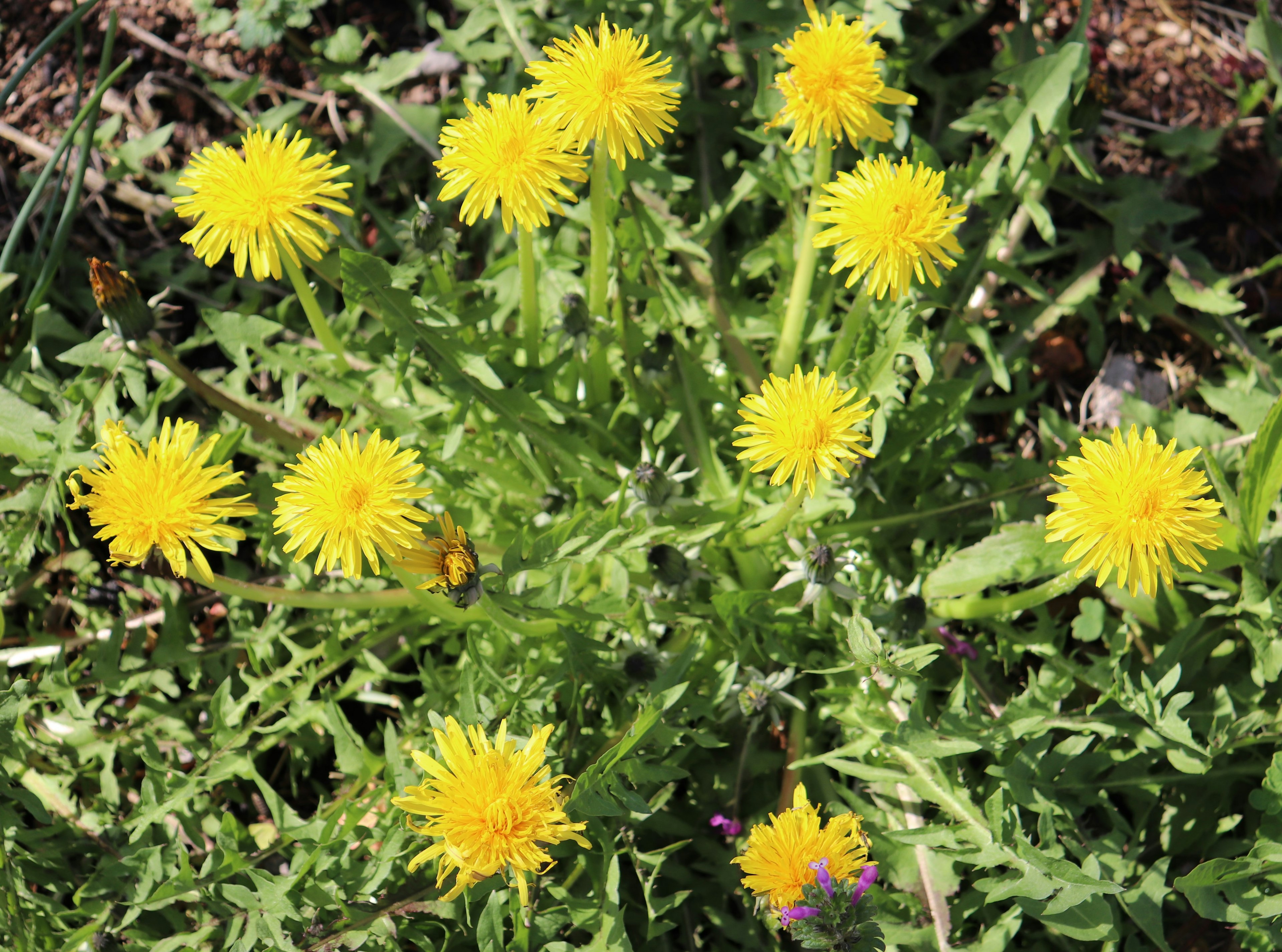 Un gruppo di fiori di tarassaco gialli brillanti circondati da erba verde