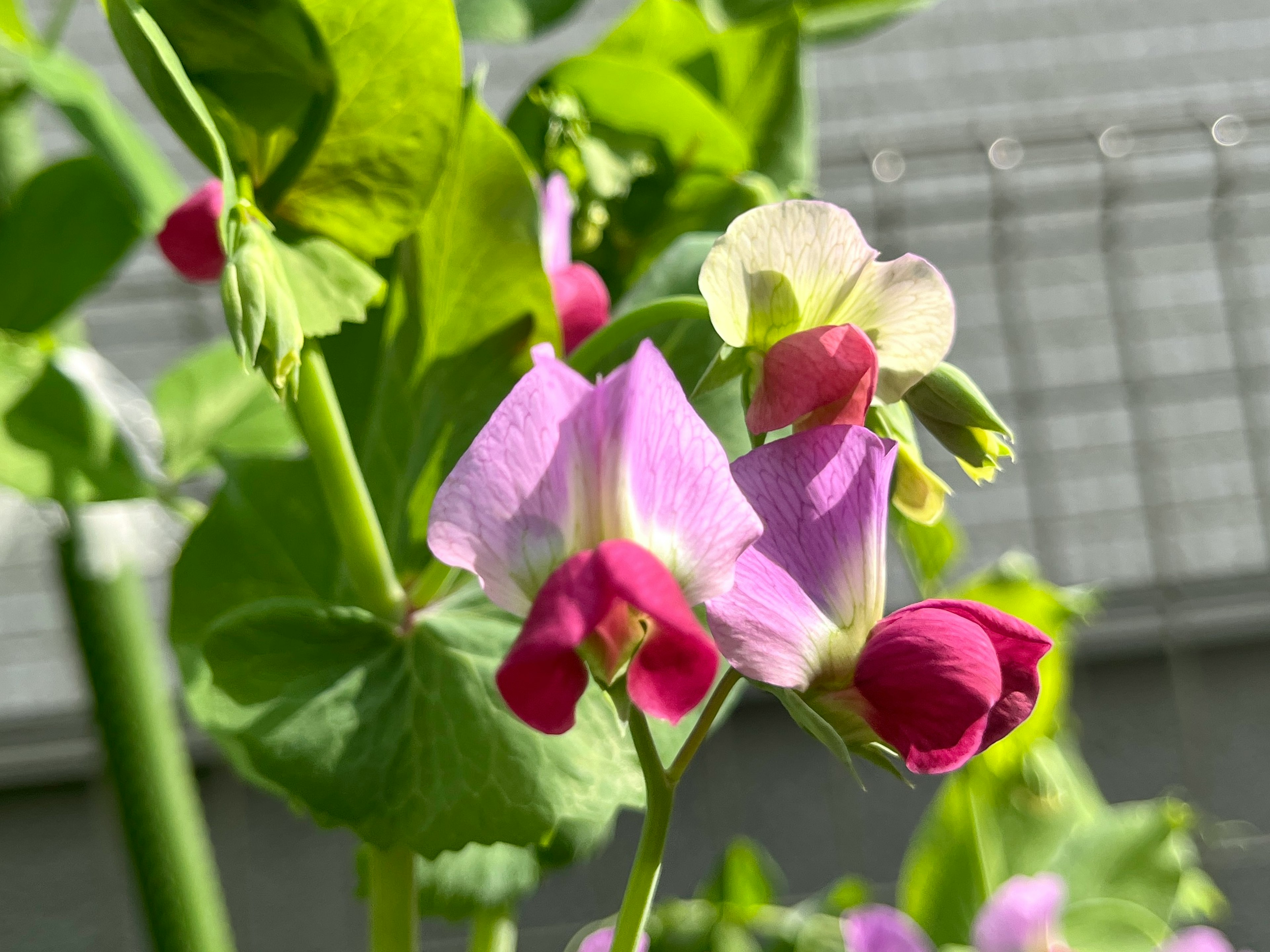 Erbsenpflanze mit lila und roten Blüten