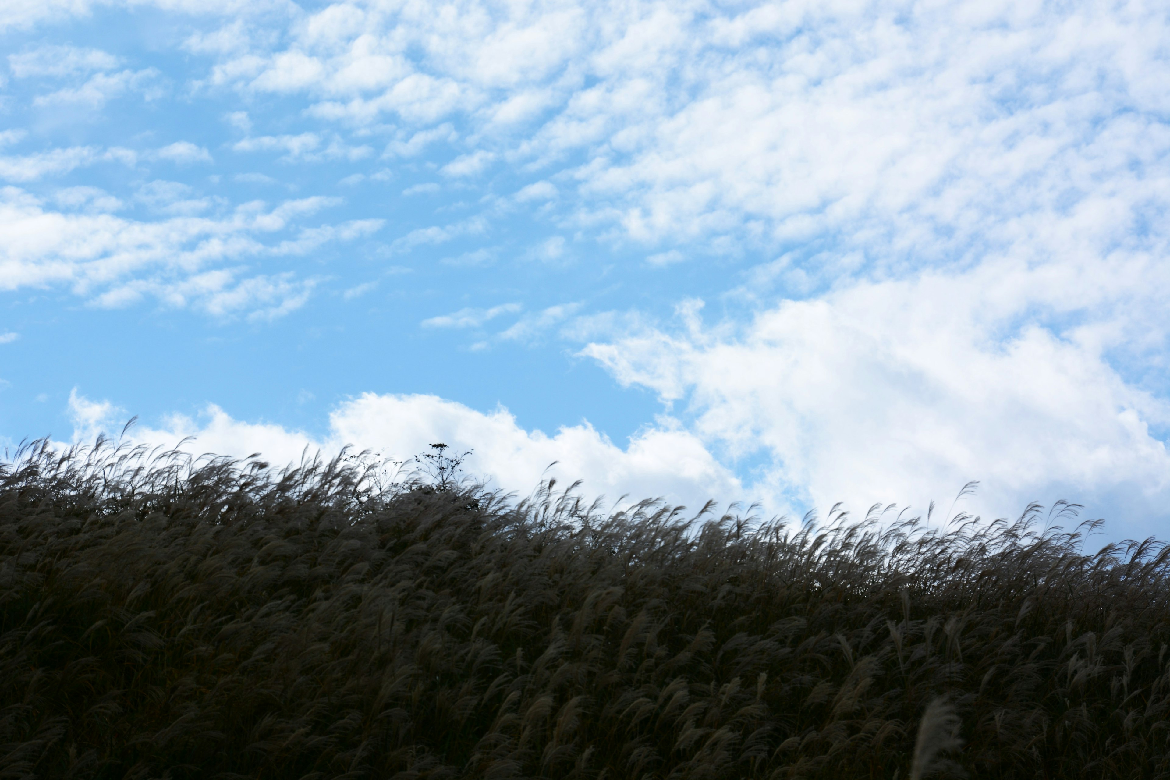 Siluet rumput di latar belakang langit biru dengan awan