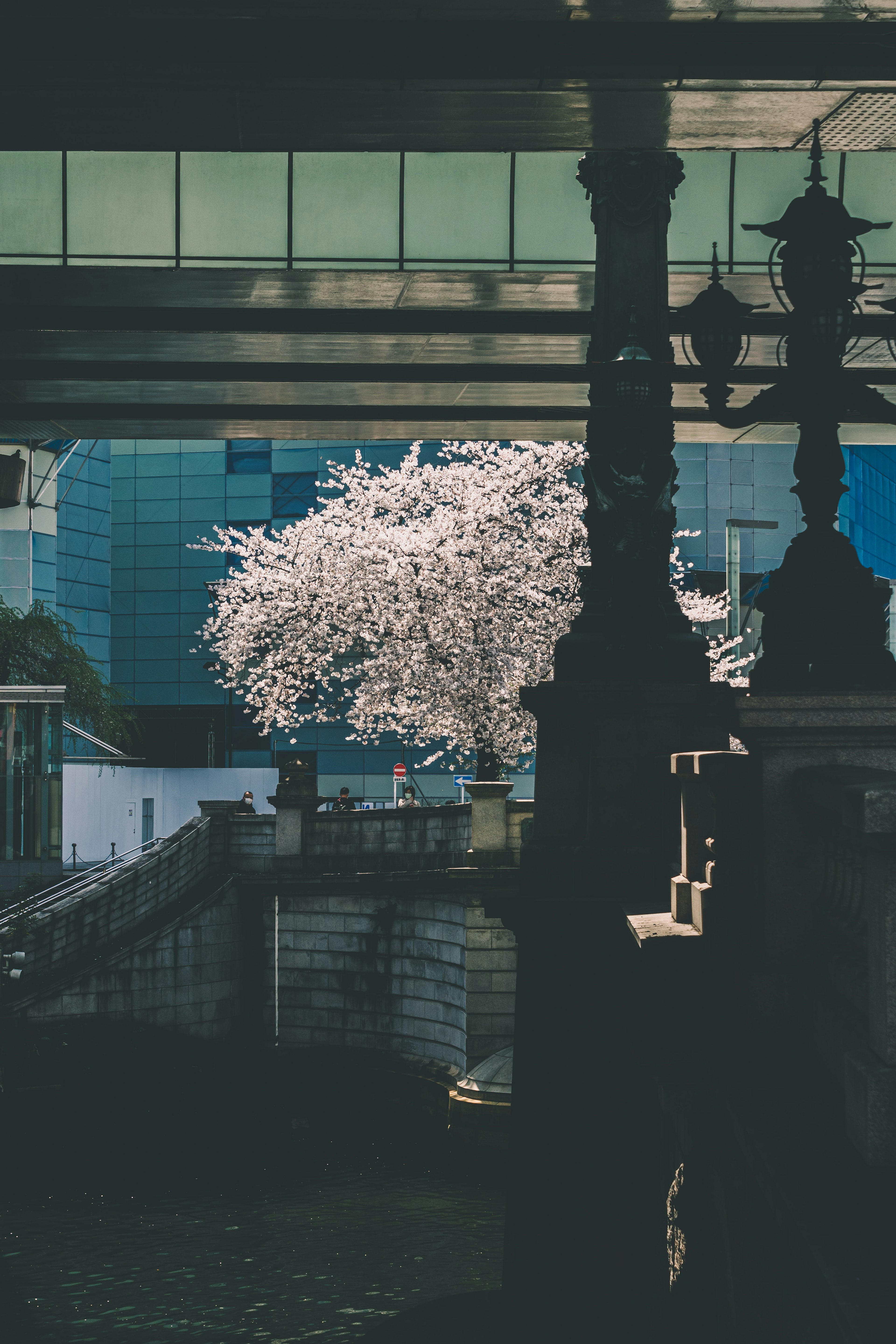 Ein Kirschbaum unter einer Brücke mit auffälliger Architektur sichtbar