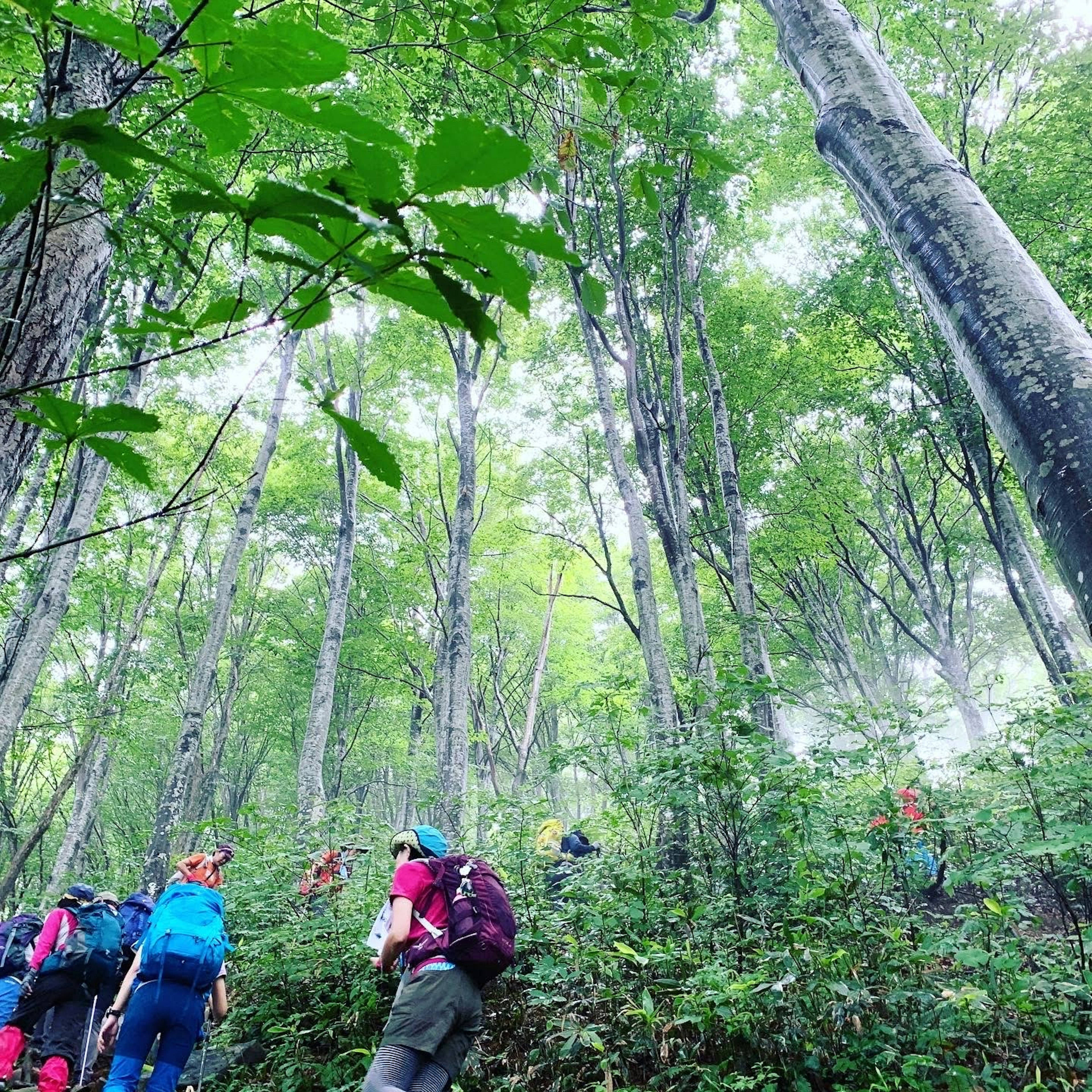 緑の森を登るハイカーたちの写真です