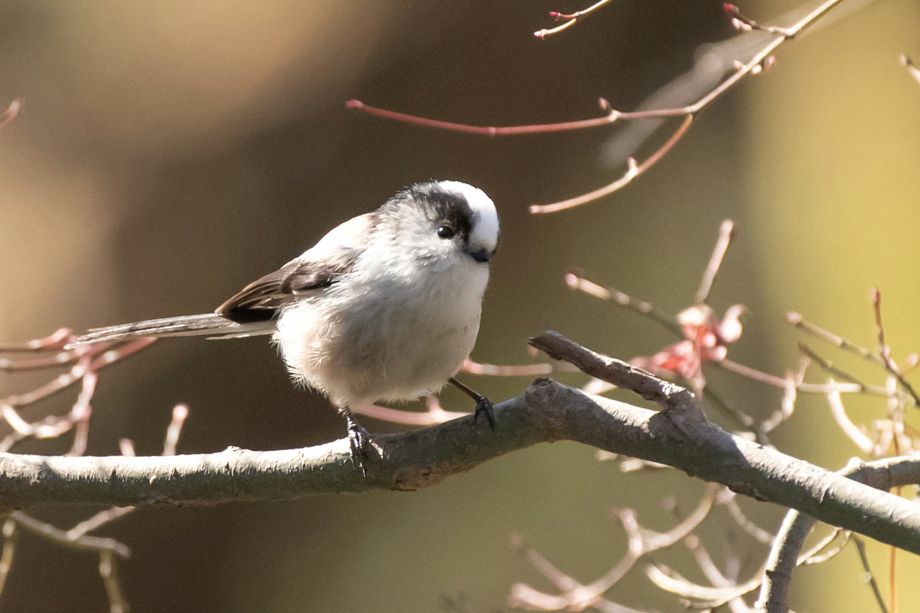 A small bird perched on a branch