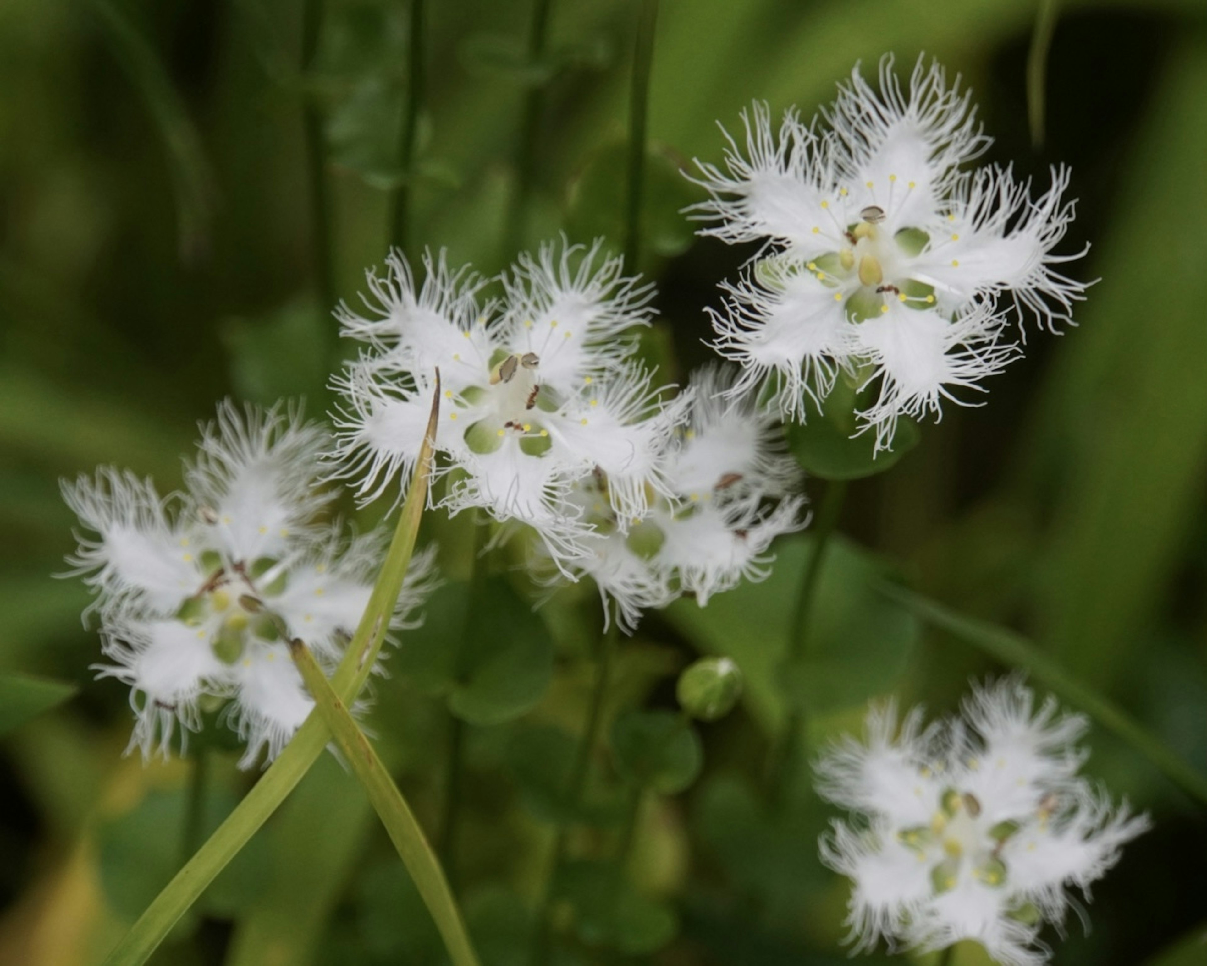 White flowers with feathery petals against a green background