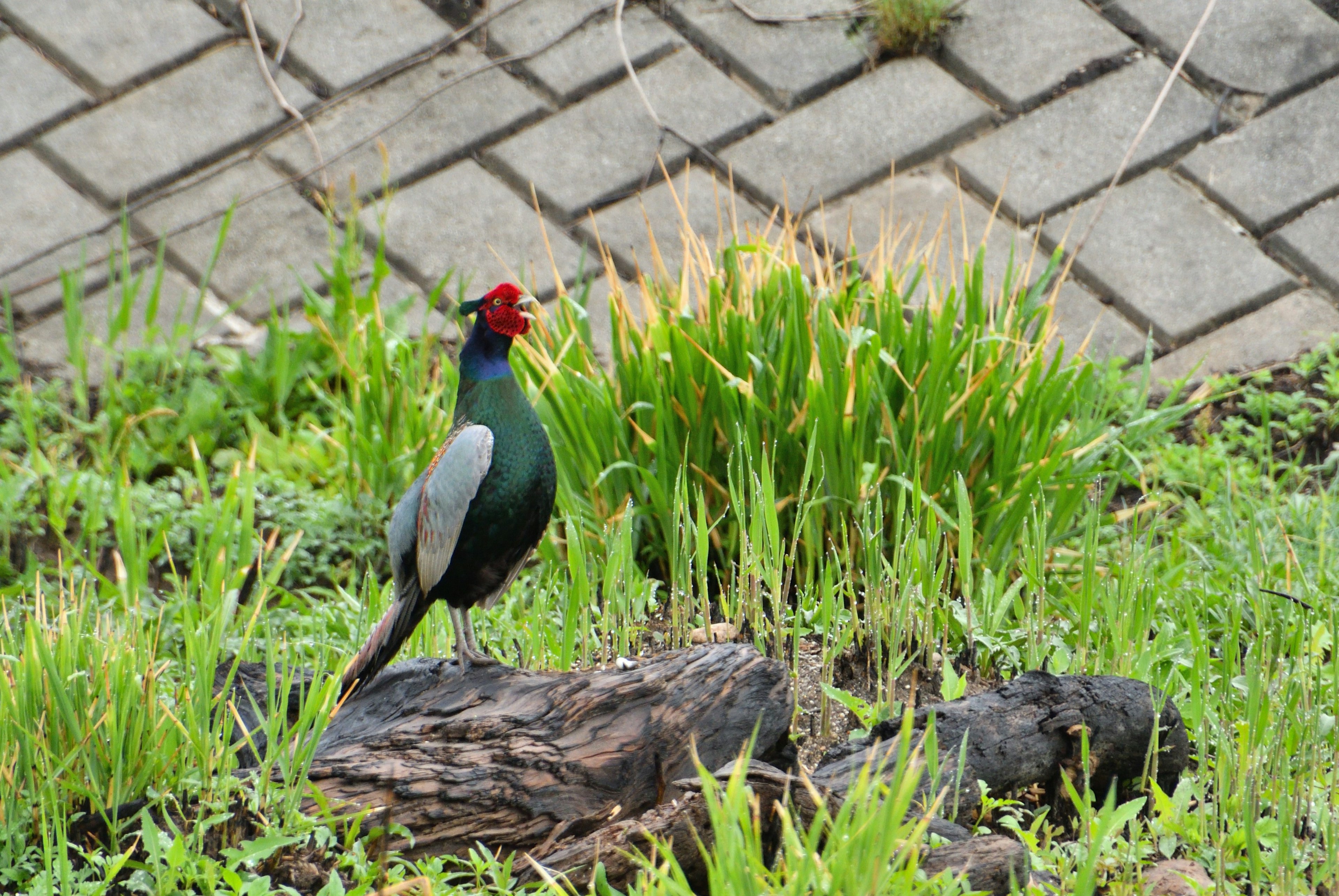 A bird with a green body and red head standing on a log