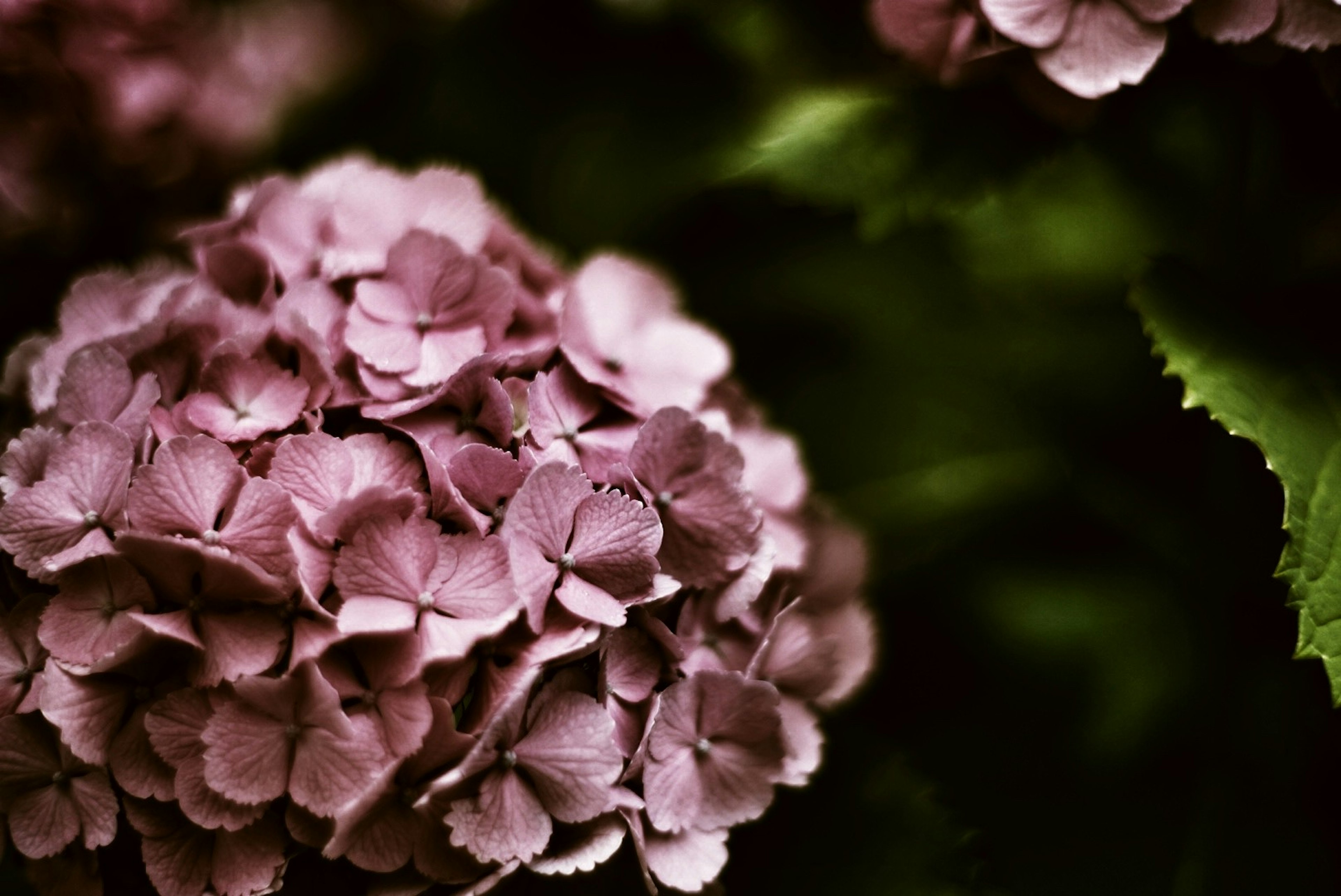 Flor de hortensia morada rodeada de hojas verdes