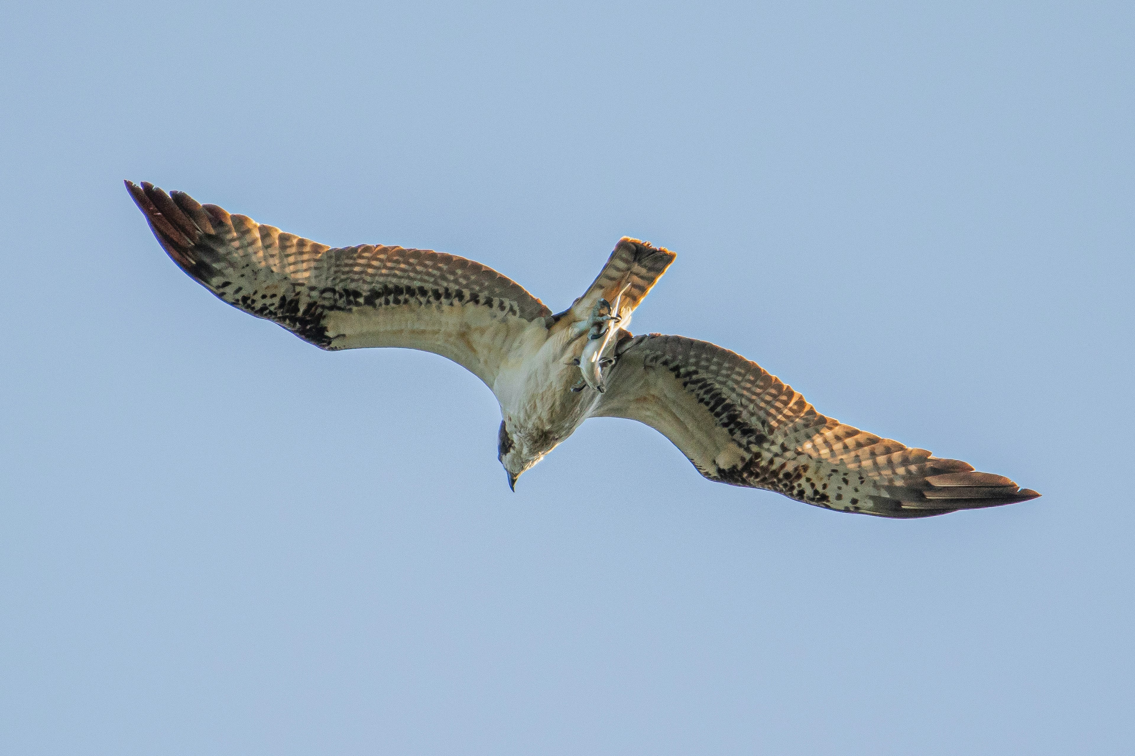 A bird of prey soaring with wings spread wide