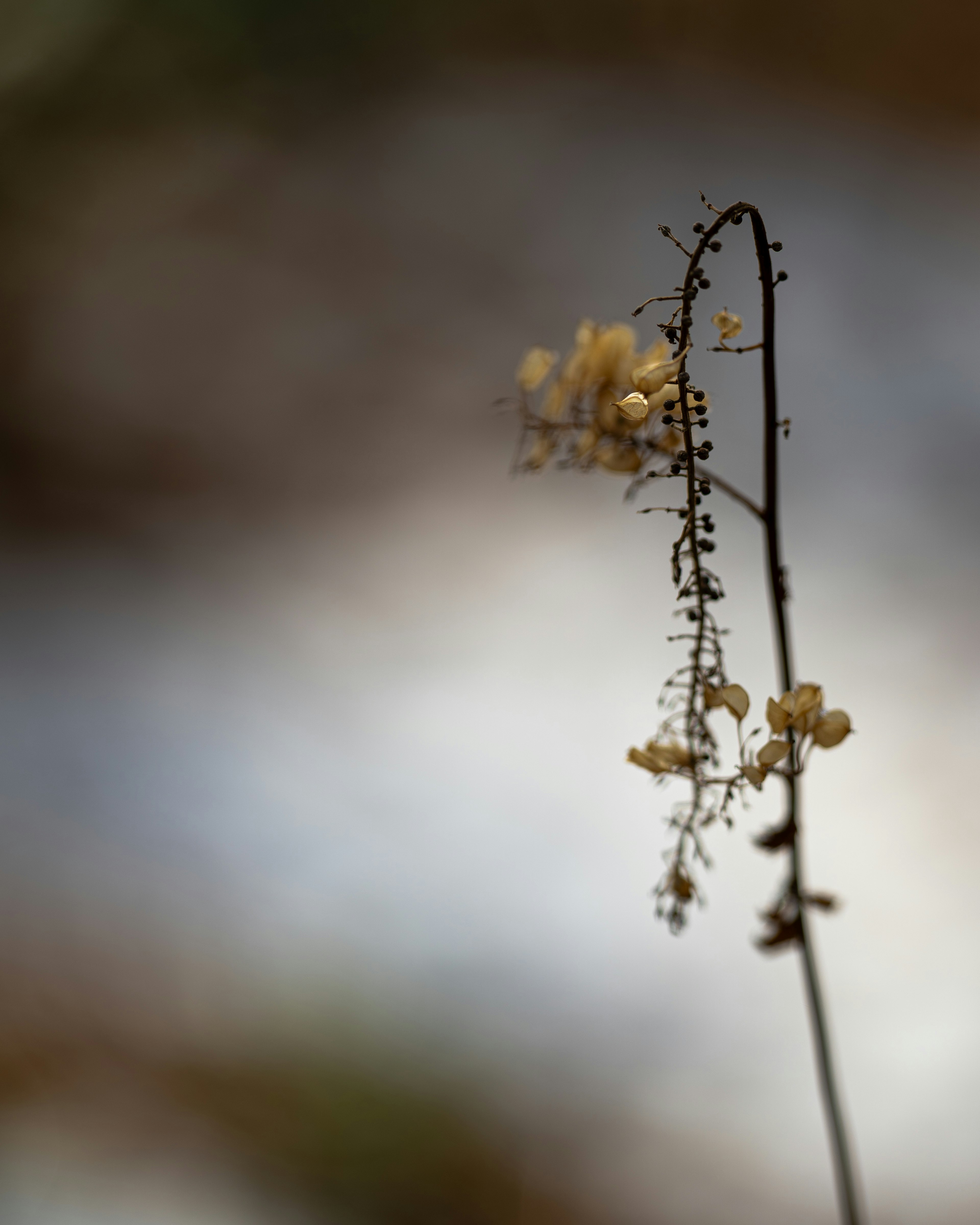 Un sottile stelo si erge contro uno sfondo morbido con piccoli fiori gialli che sbocciano in cima