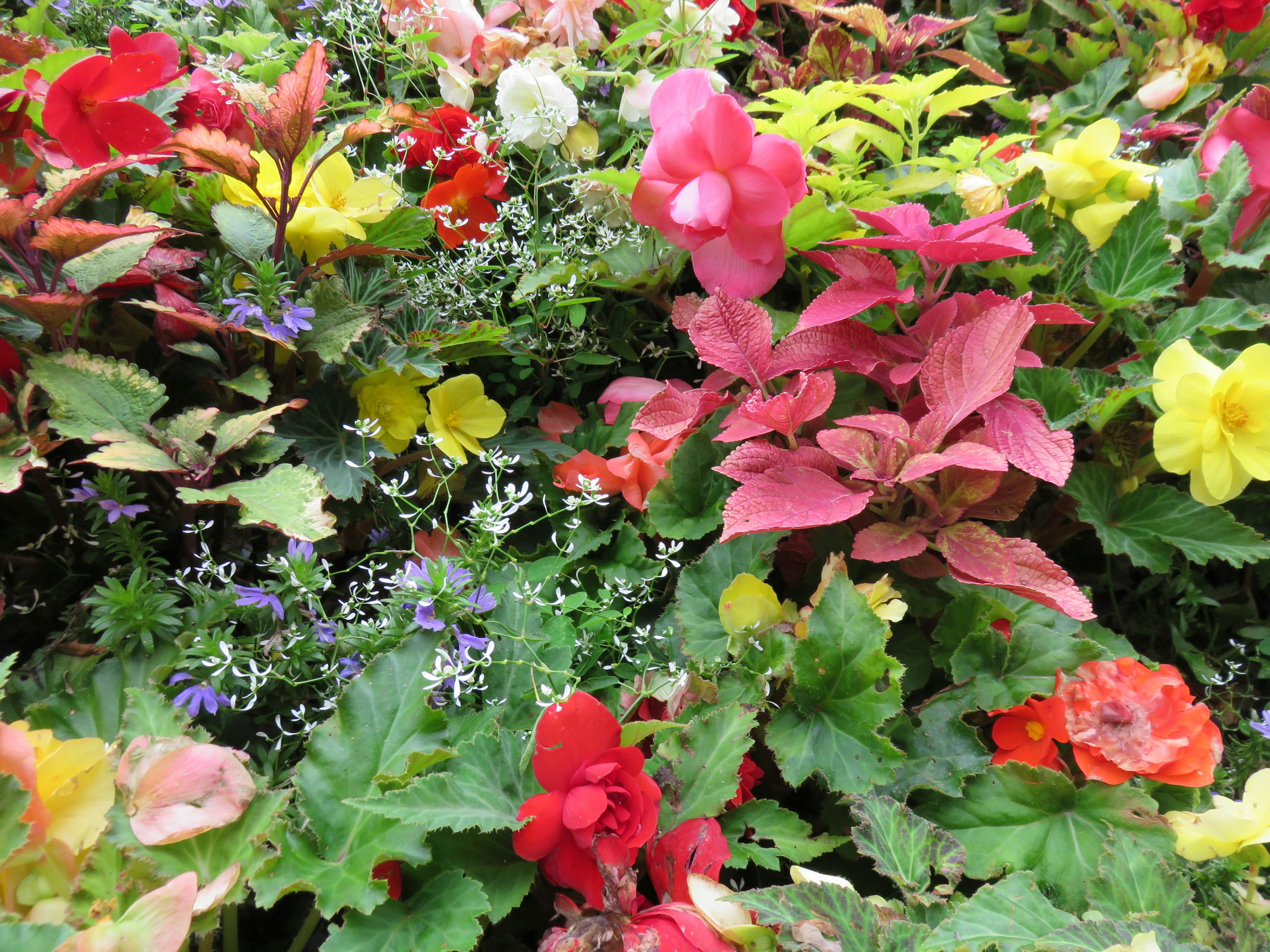 Bunte Blumen blühen in einer lebhaften Gartenszene