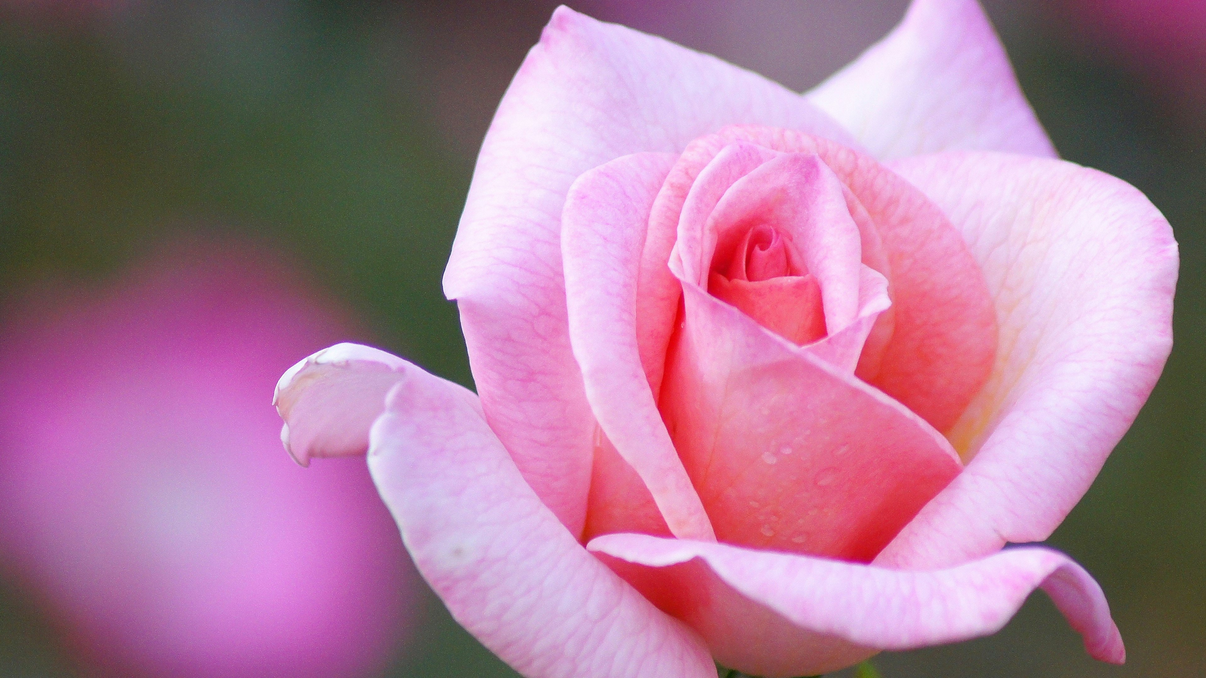 Nahaufnahme einer rosa Rose mit zarten Blütenblättern und sanften Farbtönen