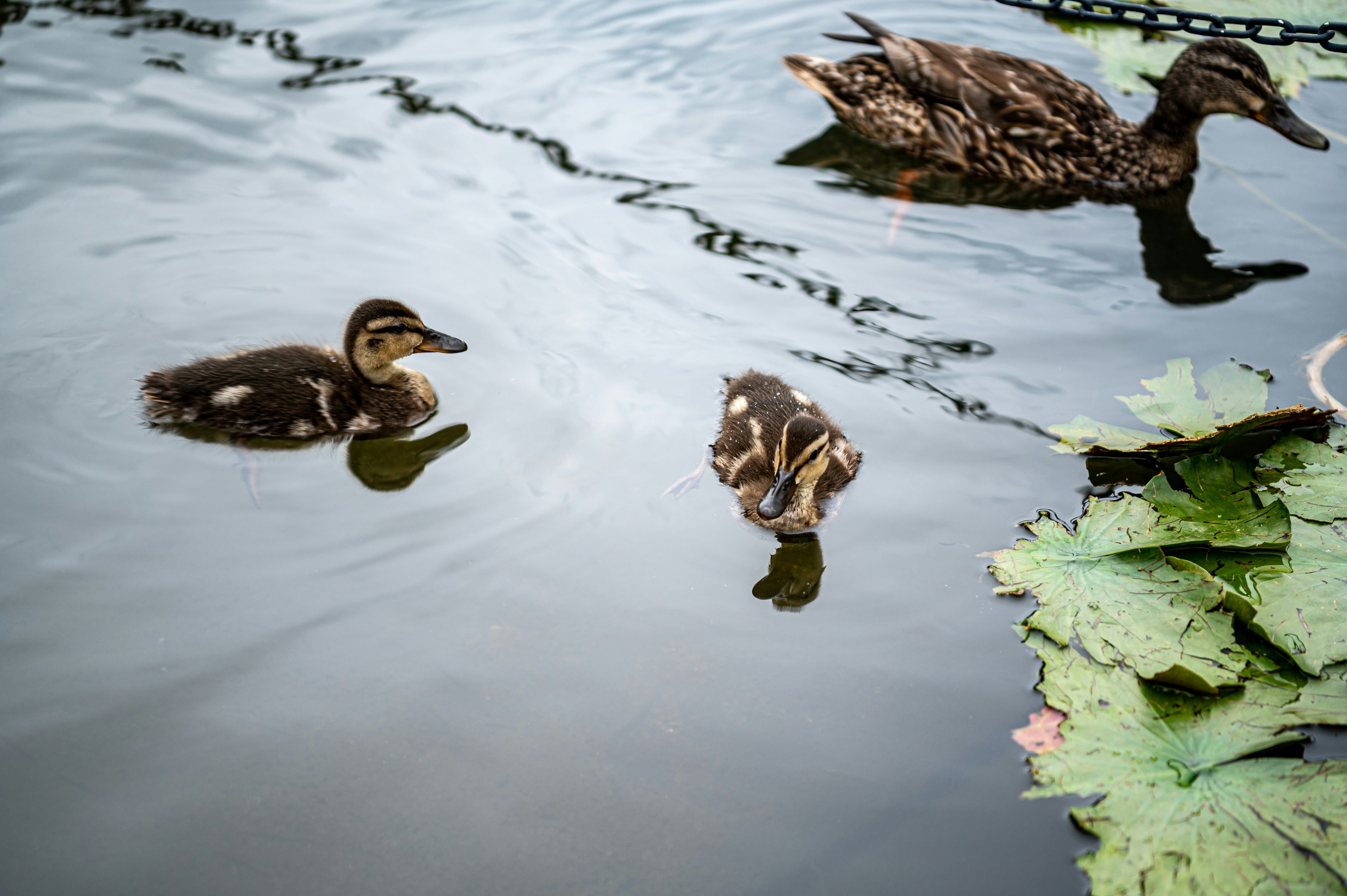 Patitos nadando en el agua con una madre pata