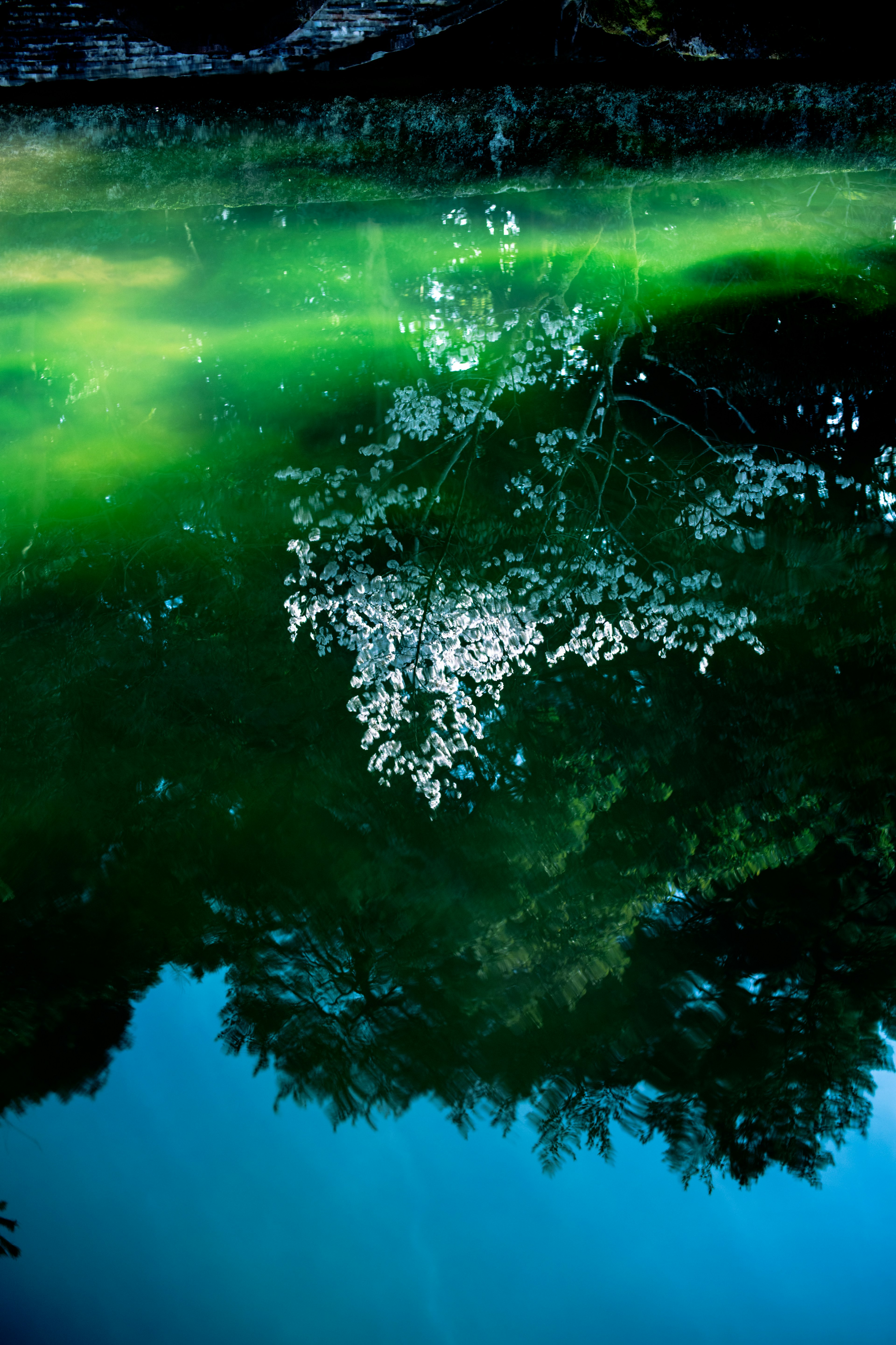 Superficie de agua verde reflejando árboles y pétalos blancos