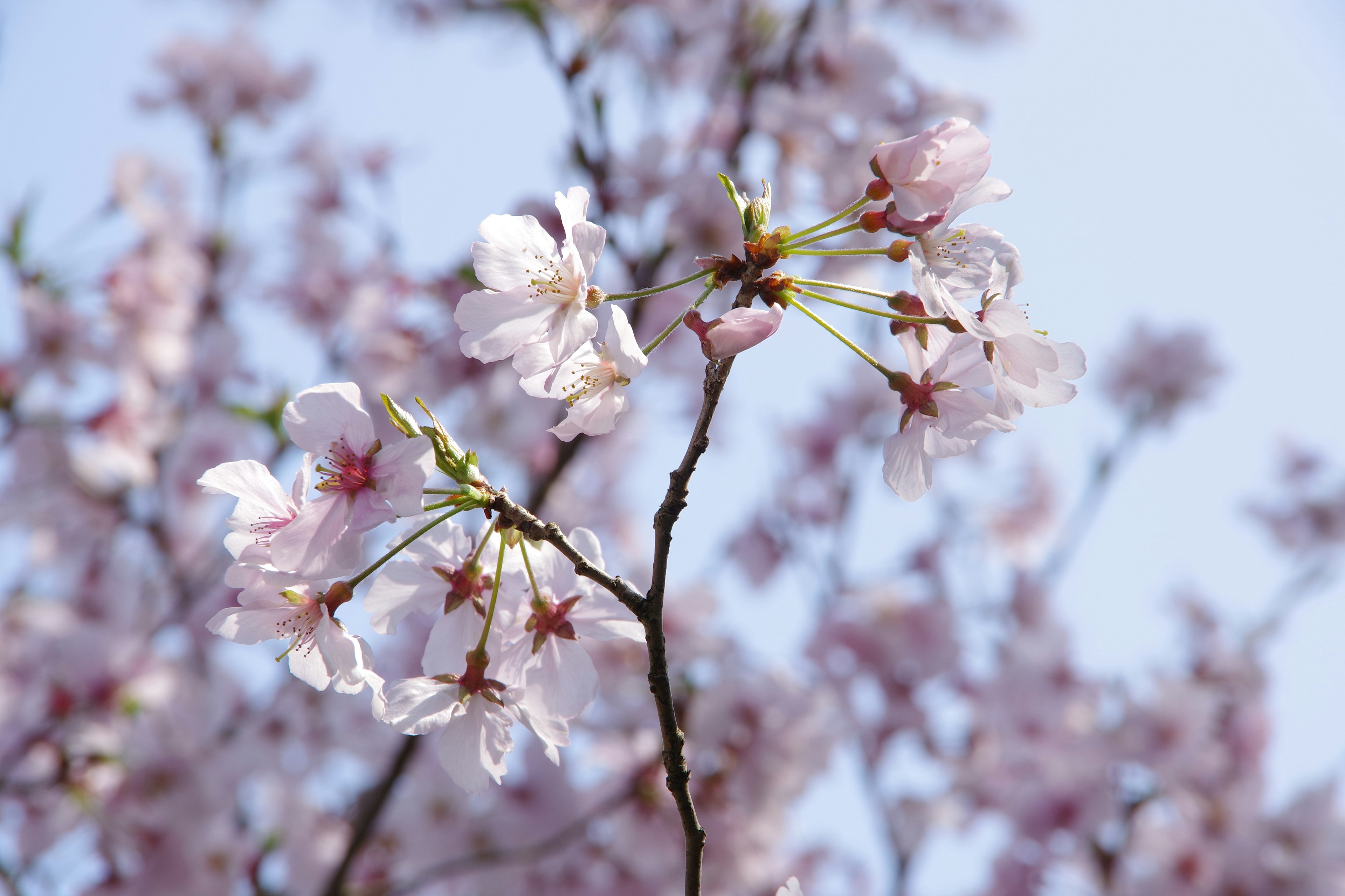 Kedekatan bunga sakura di cabang dengan latar belakang langit biru