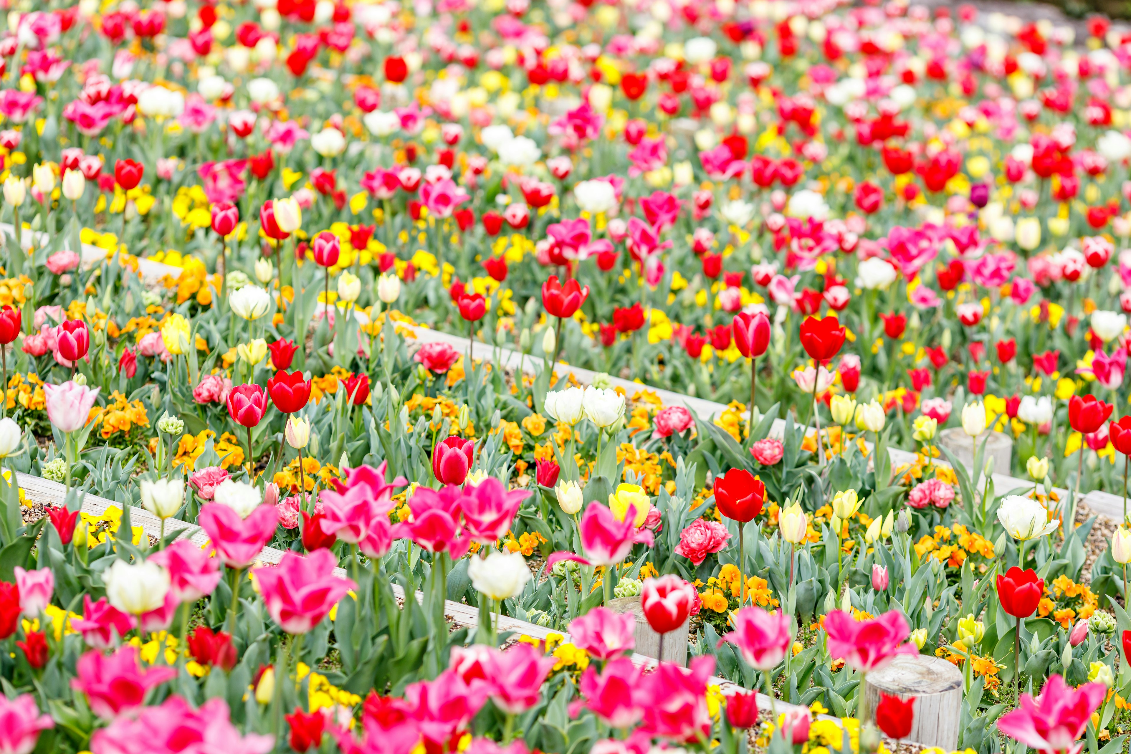 Ladang tulip yang cerah dengan berbagai warna bunga