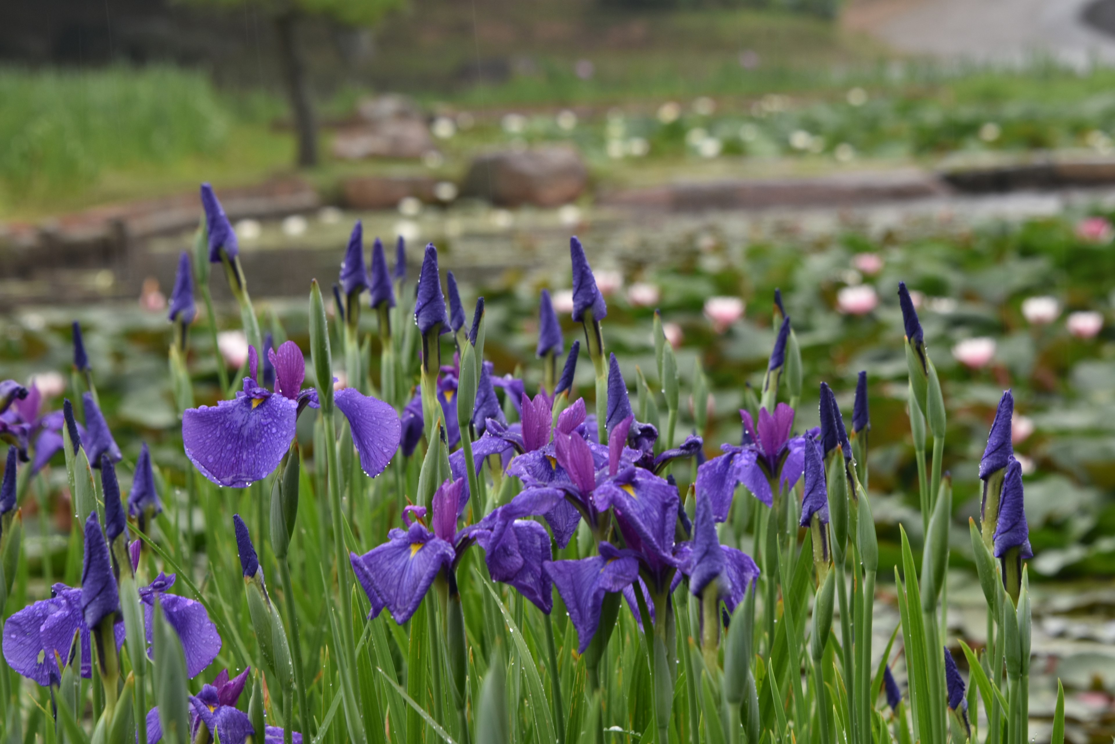 A vibrant cluster of purple irises in a wetland setting