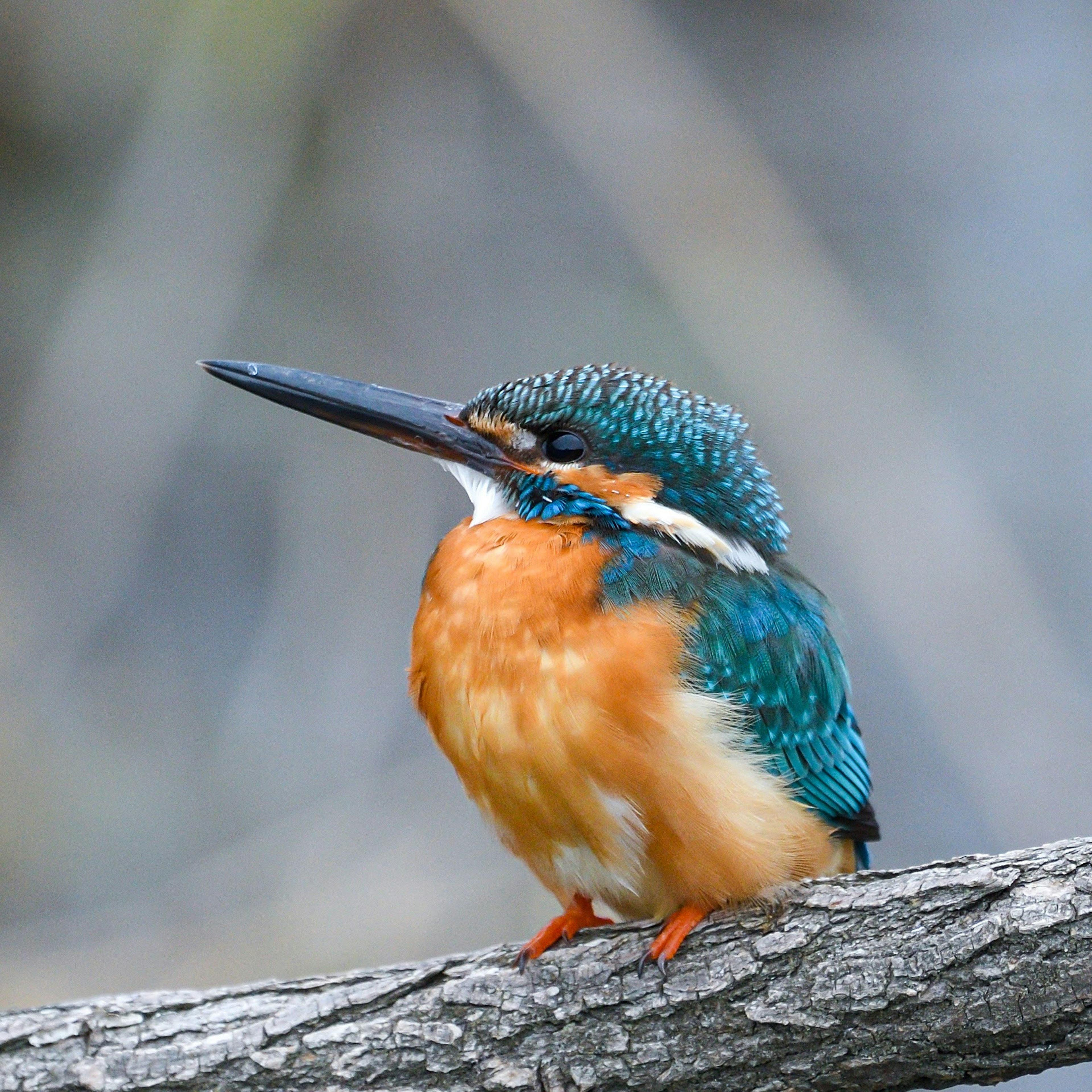 Ein Eisvogel mit blauen Federn und orangefarbenem Bauch, der auf einem Ast sitzt