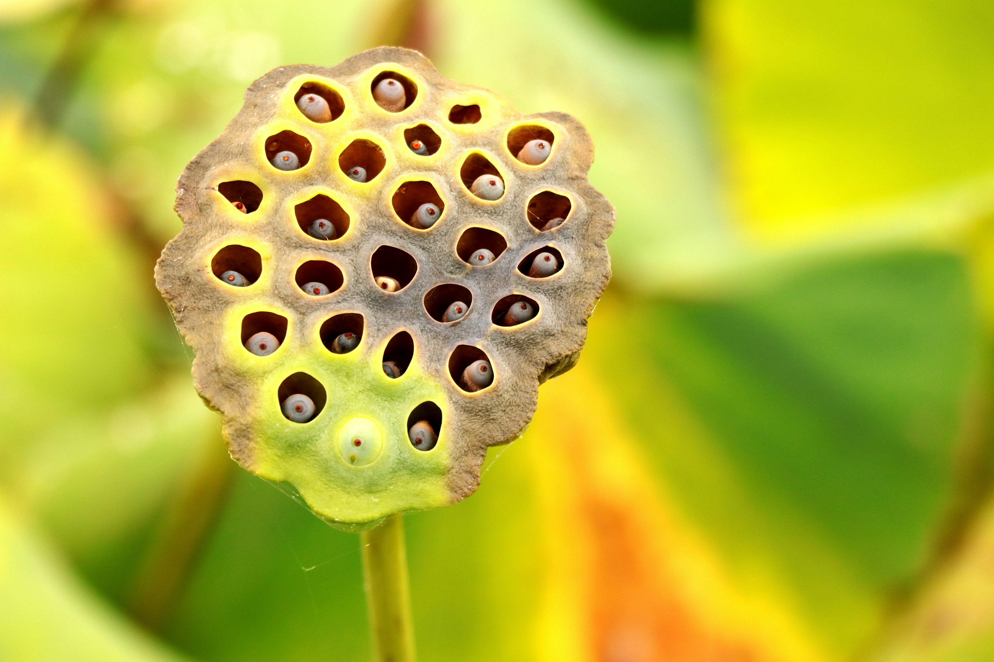 Close-up of a lotus seed pod with distinctive holes against a green leaf background