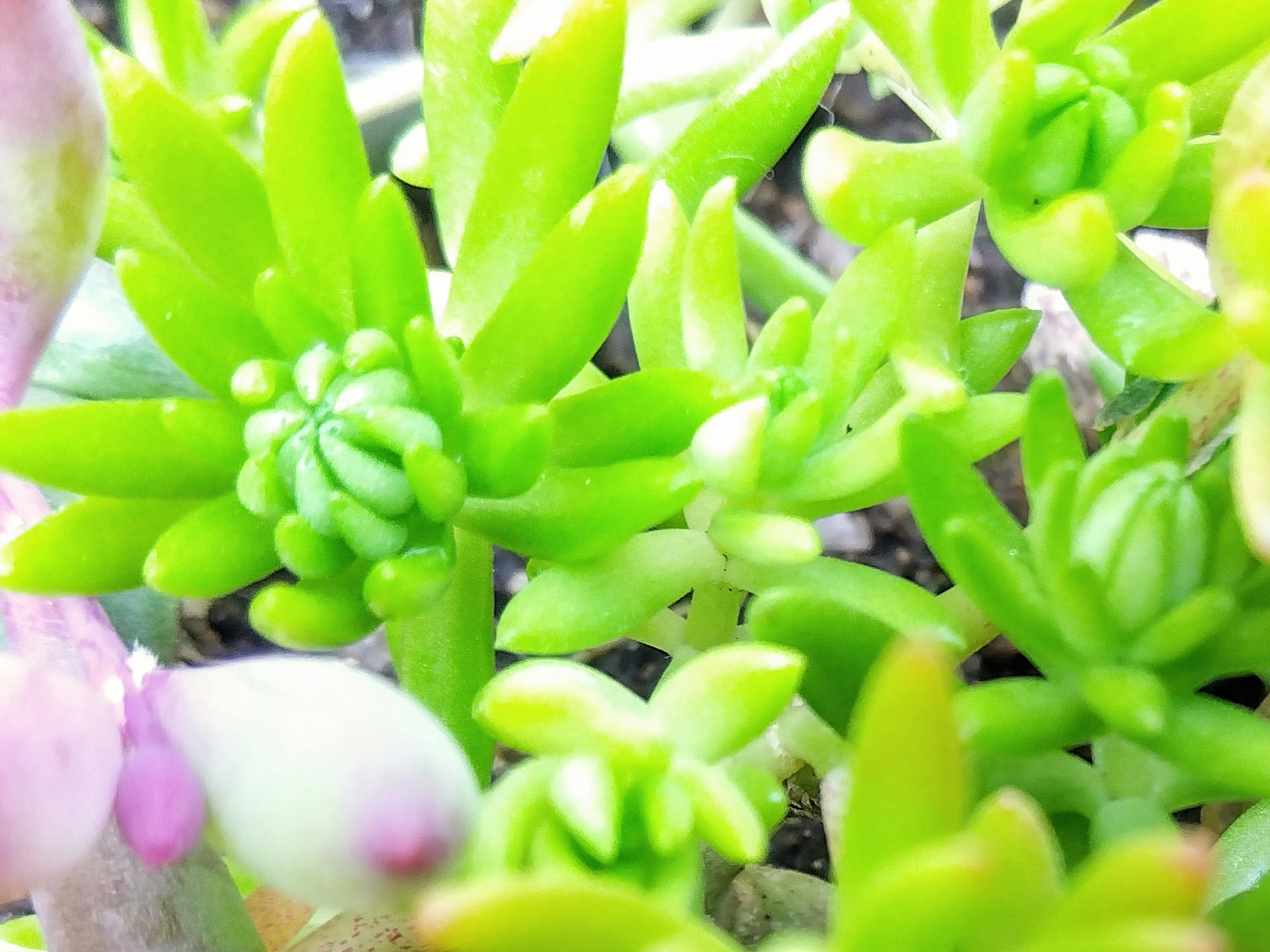 Foto close-up tanaman sukulen hijau yang menunjukkan tunas dan daun yang cerah