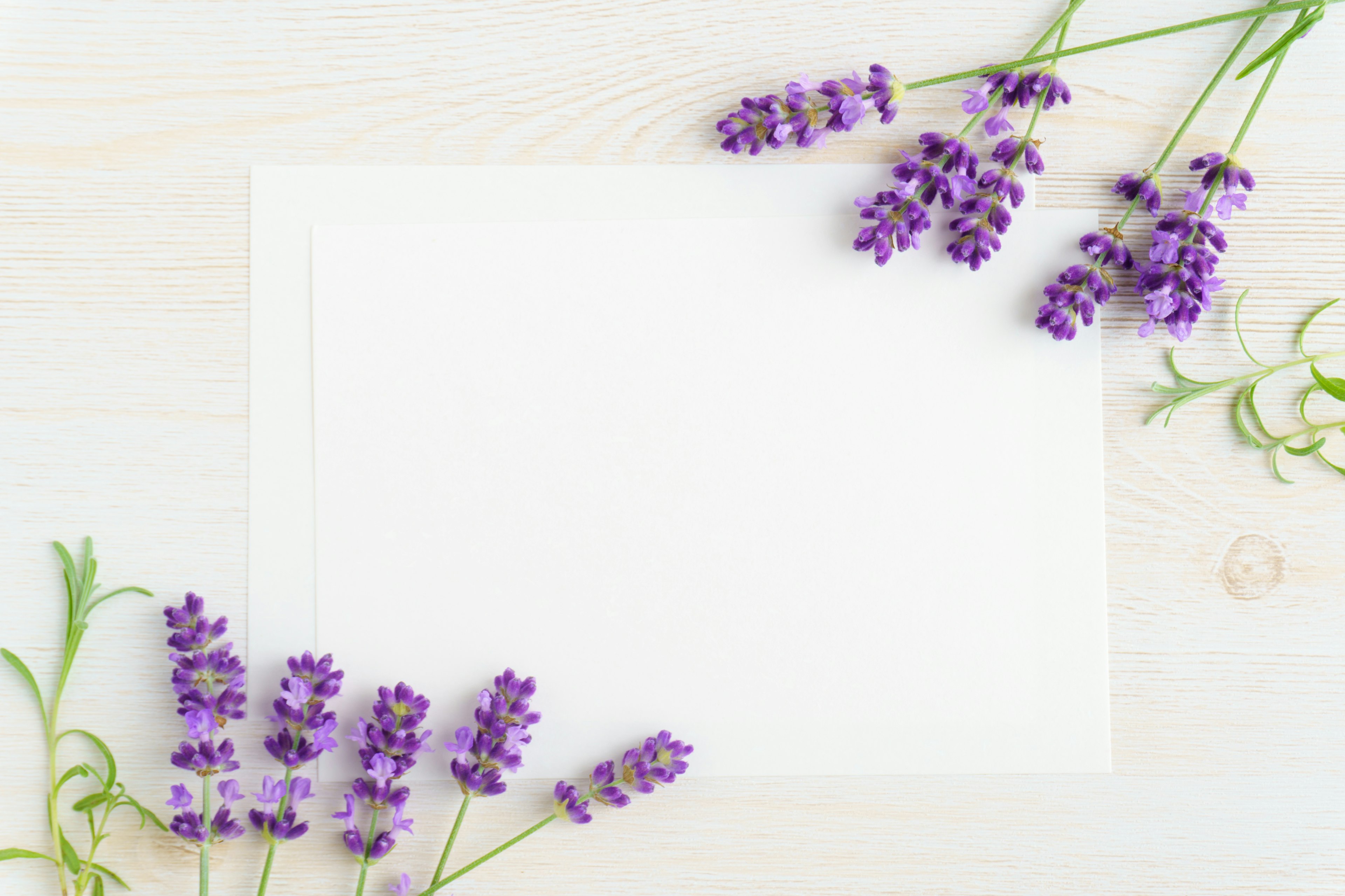 Lila Lavendelblüten um ein leeres weißes Blatt angeordnet