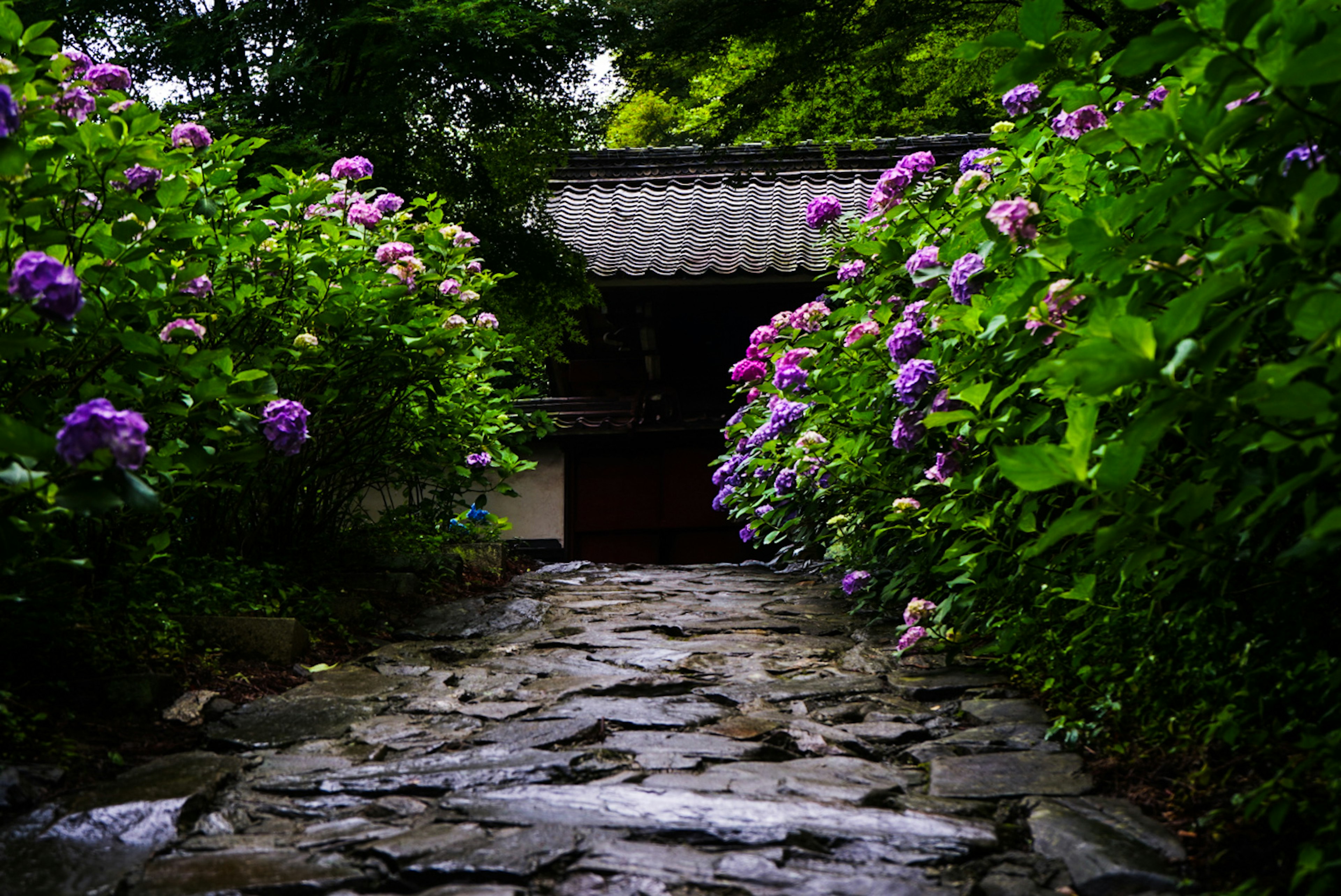 紫陽花に囲まれた石の小道と古い門