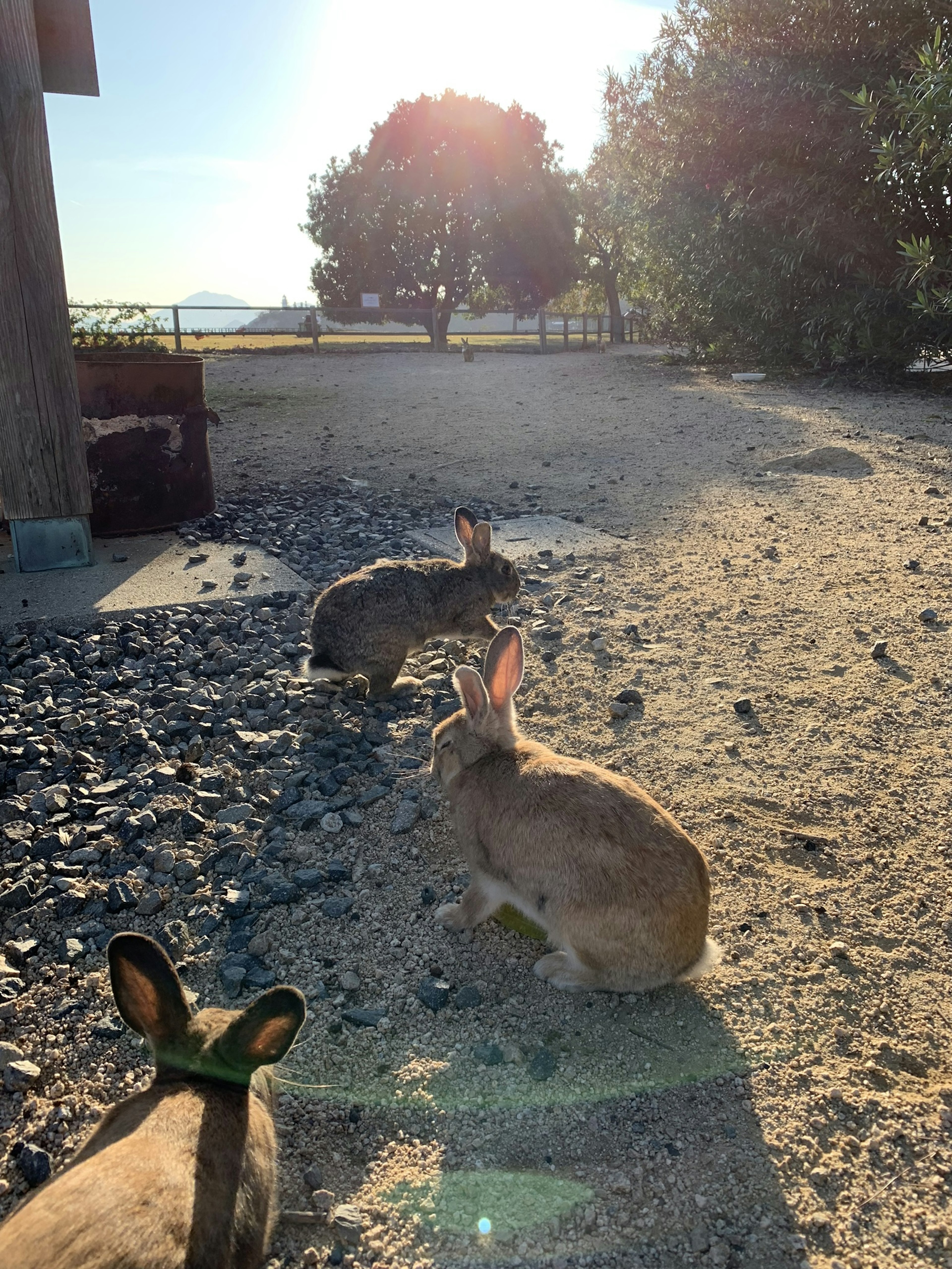 日差しを浴びたウサギたちが砂利の道を歩いている風景