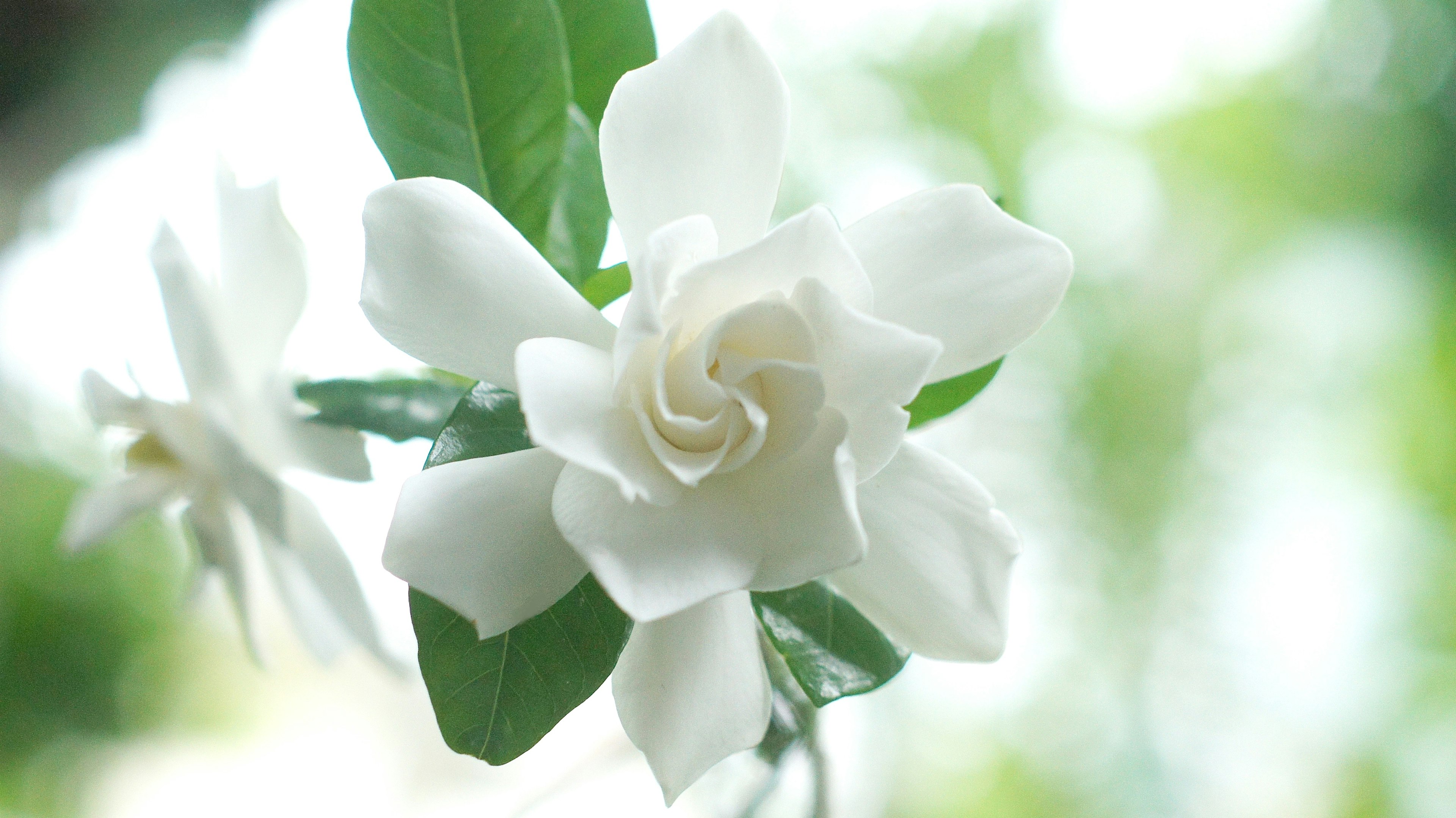 Beautiful white gardenia flower with vibrant green leaves in a natural setting