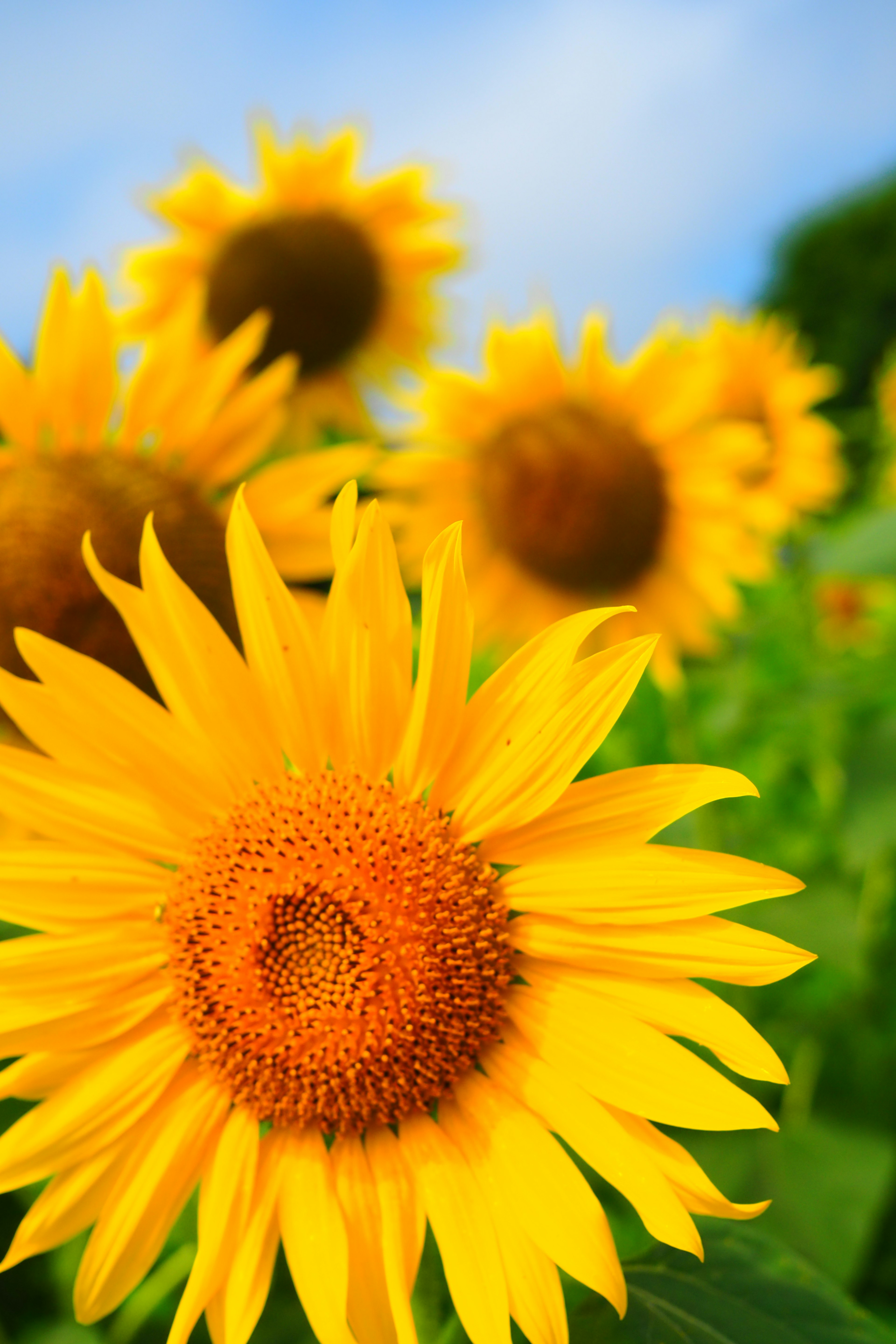 Helle Sonnenblumen blühen unter einem blauen Himmel