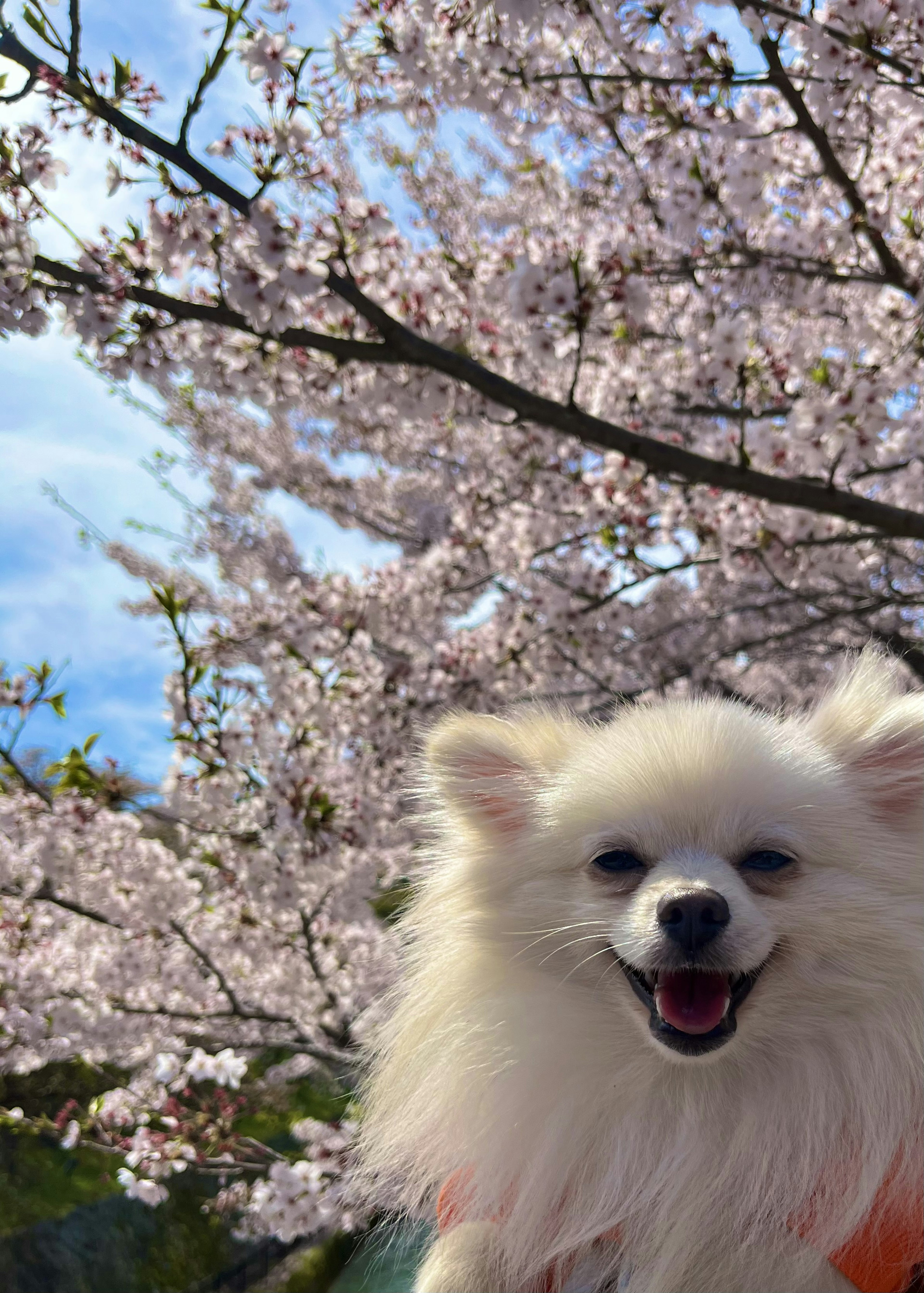 A smiling white Pomeranian in front of a cherry blossom tree