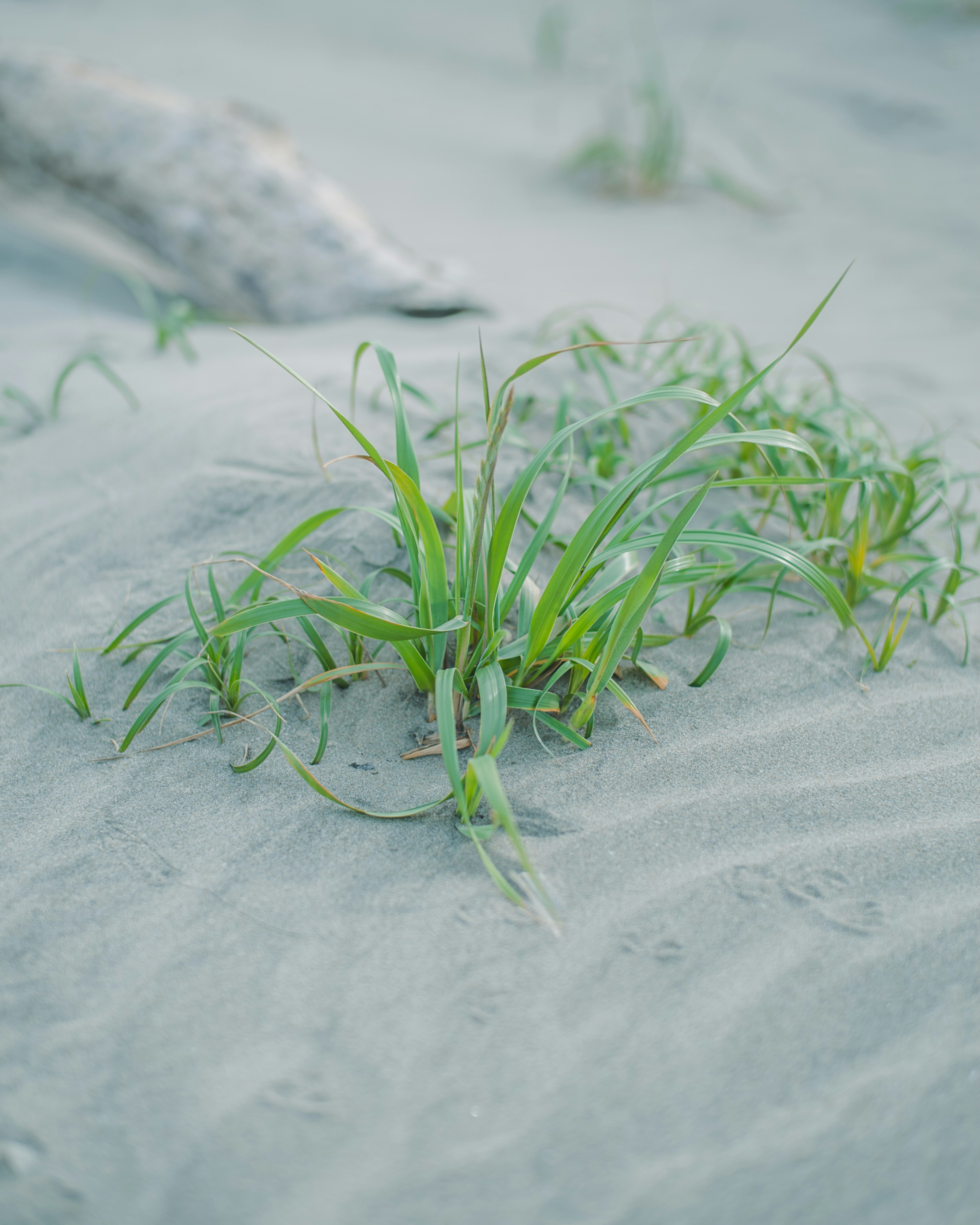 Green grass growing on sand