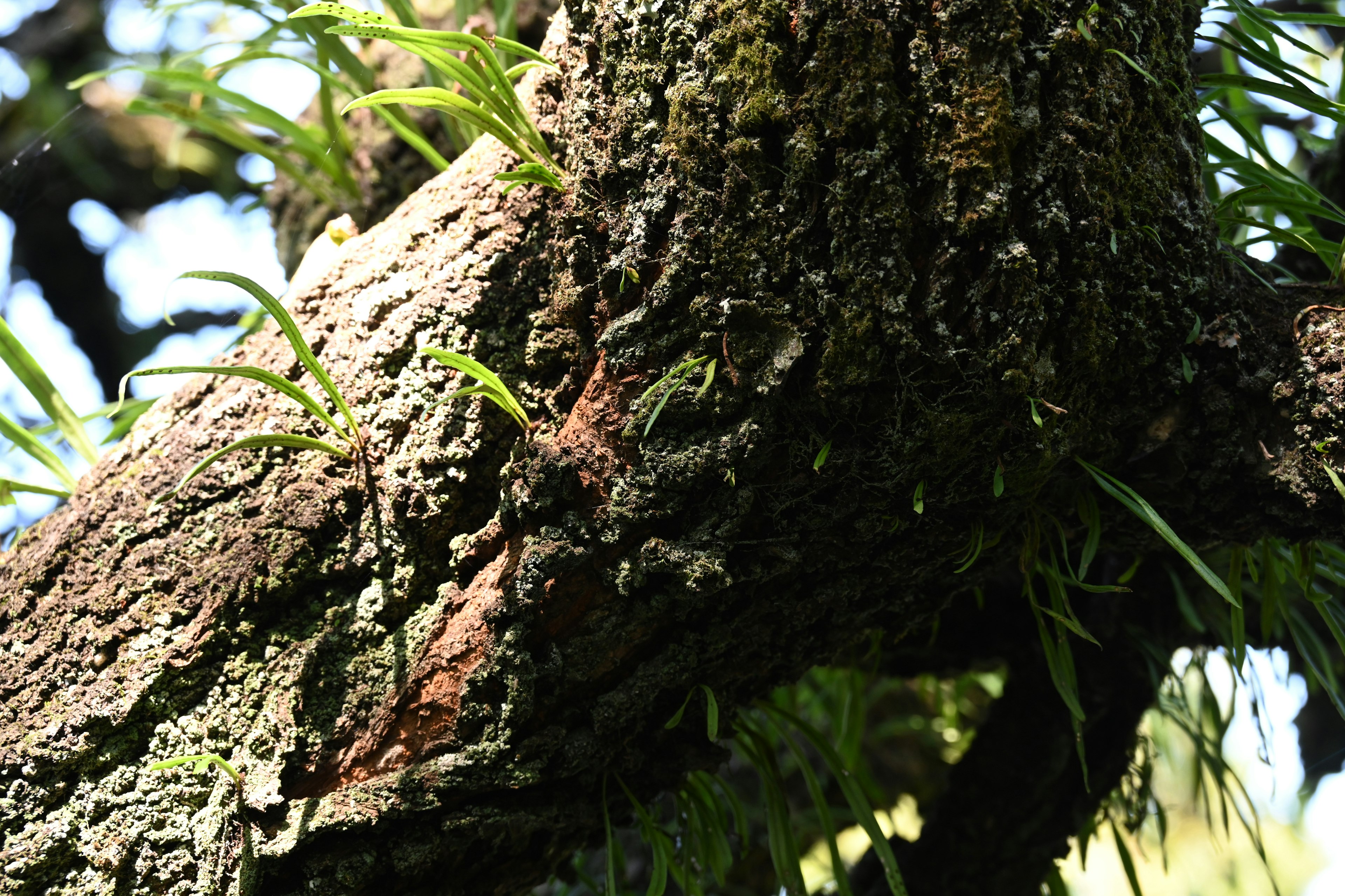 Textura detallada de un tronco de árbol con nuevos brotes