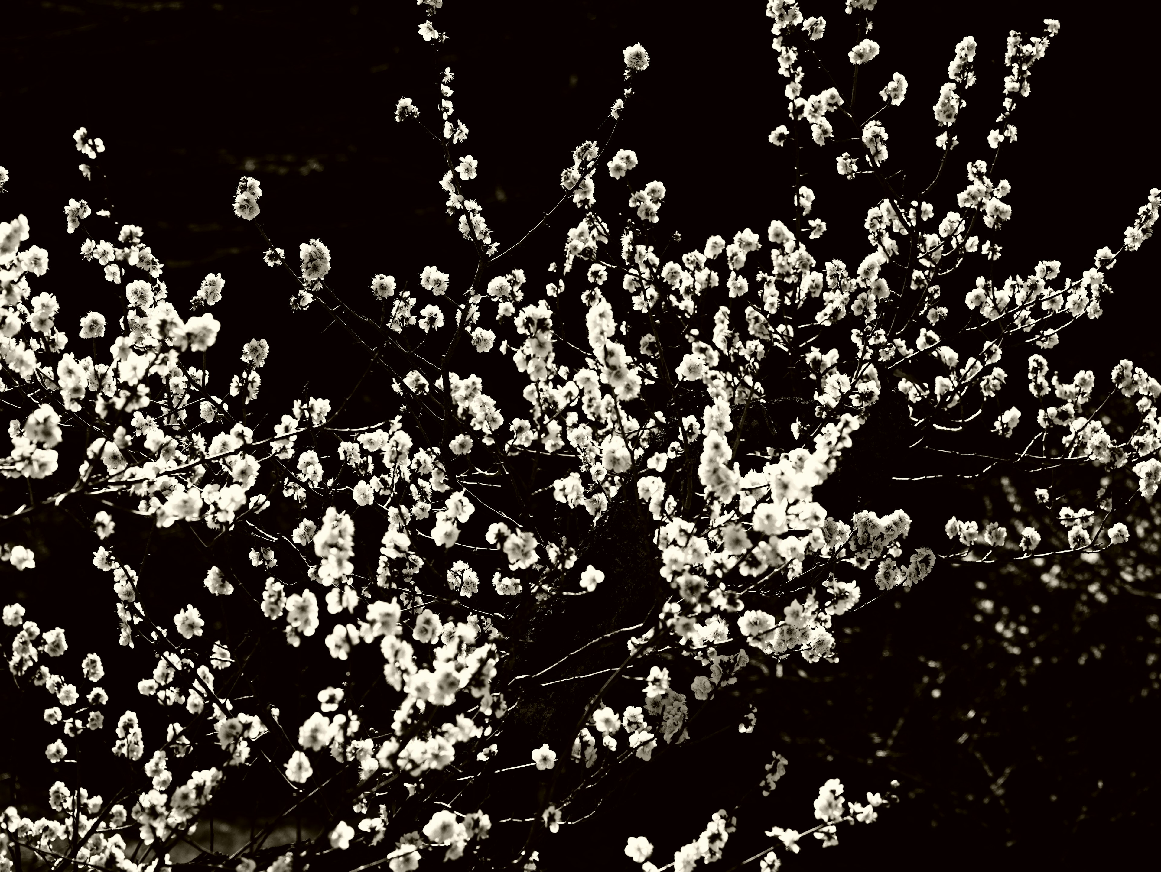 White flowers blooming against a dark background