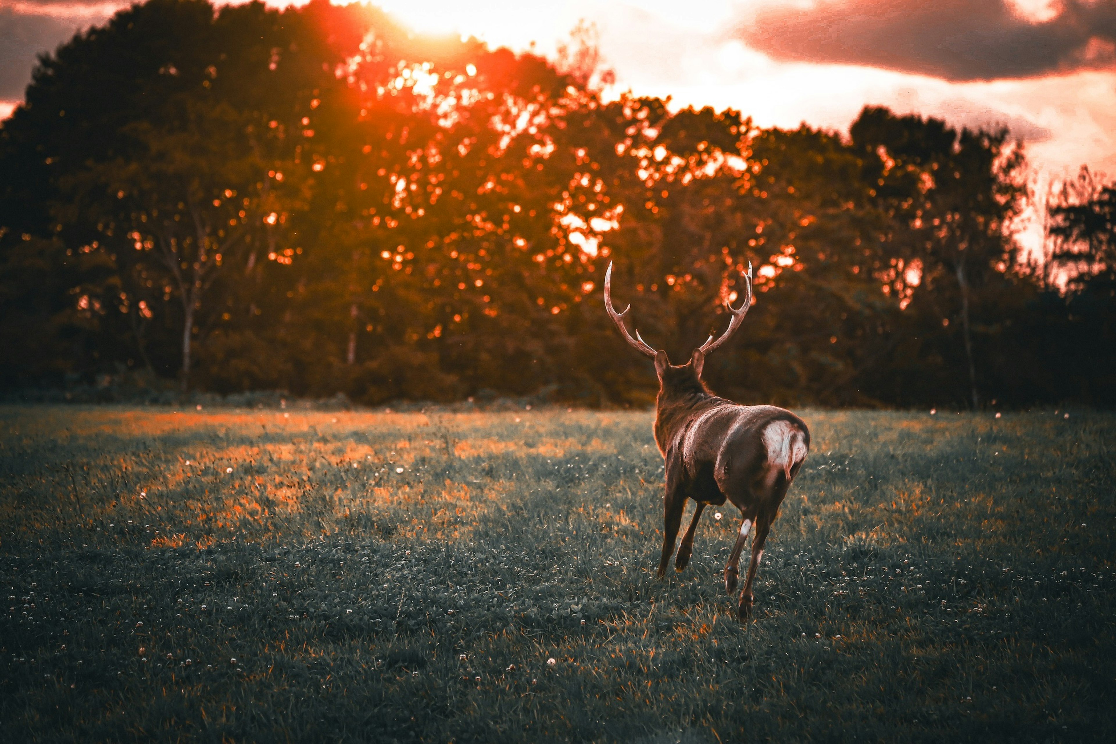 A deer standing in a grassy field at sunset