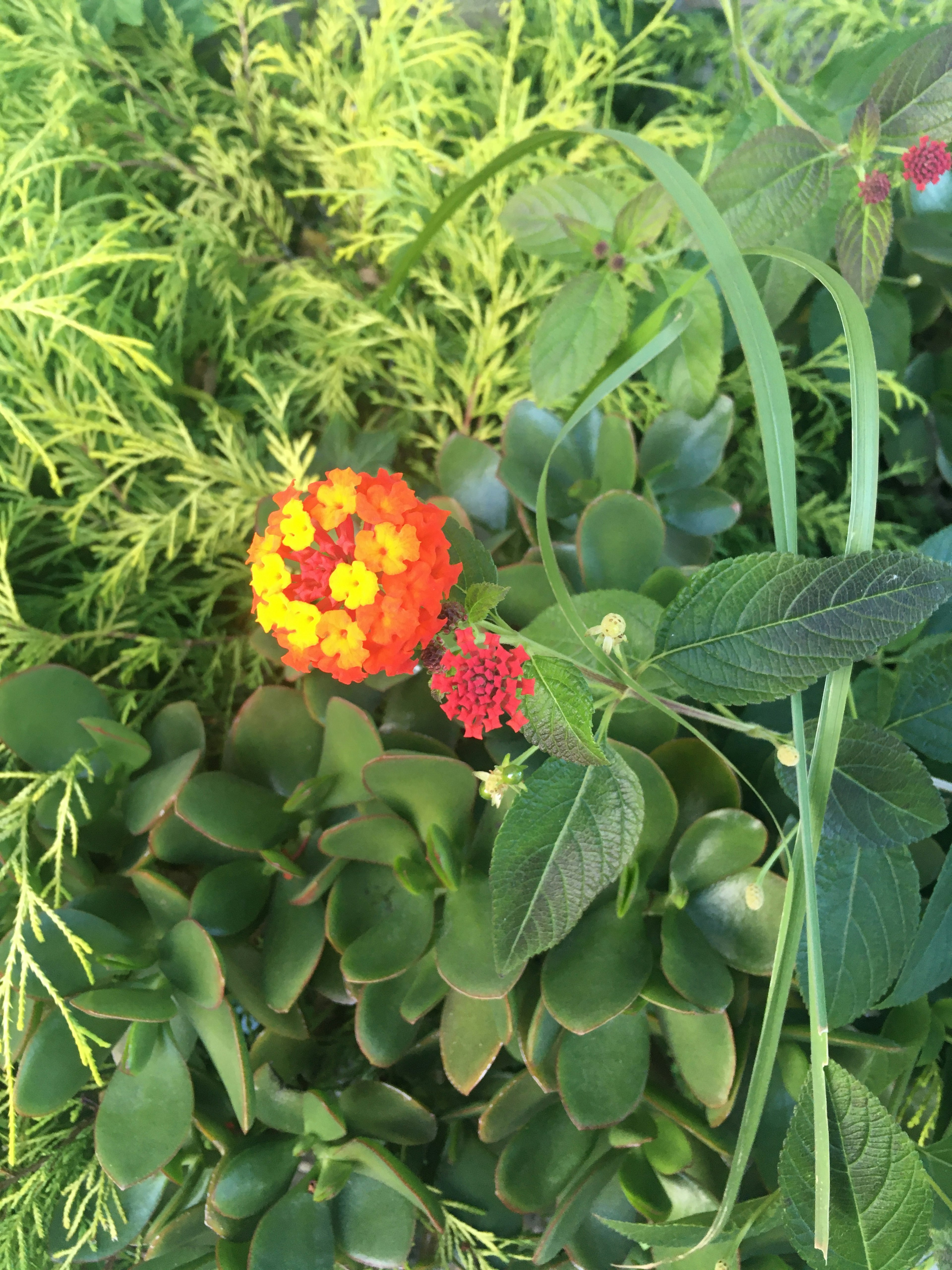 鮮やかなオレンジ色のランタナと緑色の多肉植物が見える庭の風景