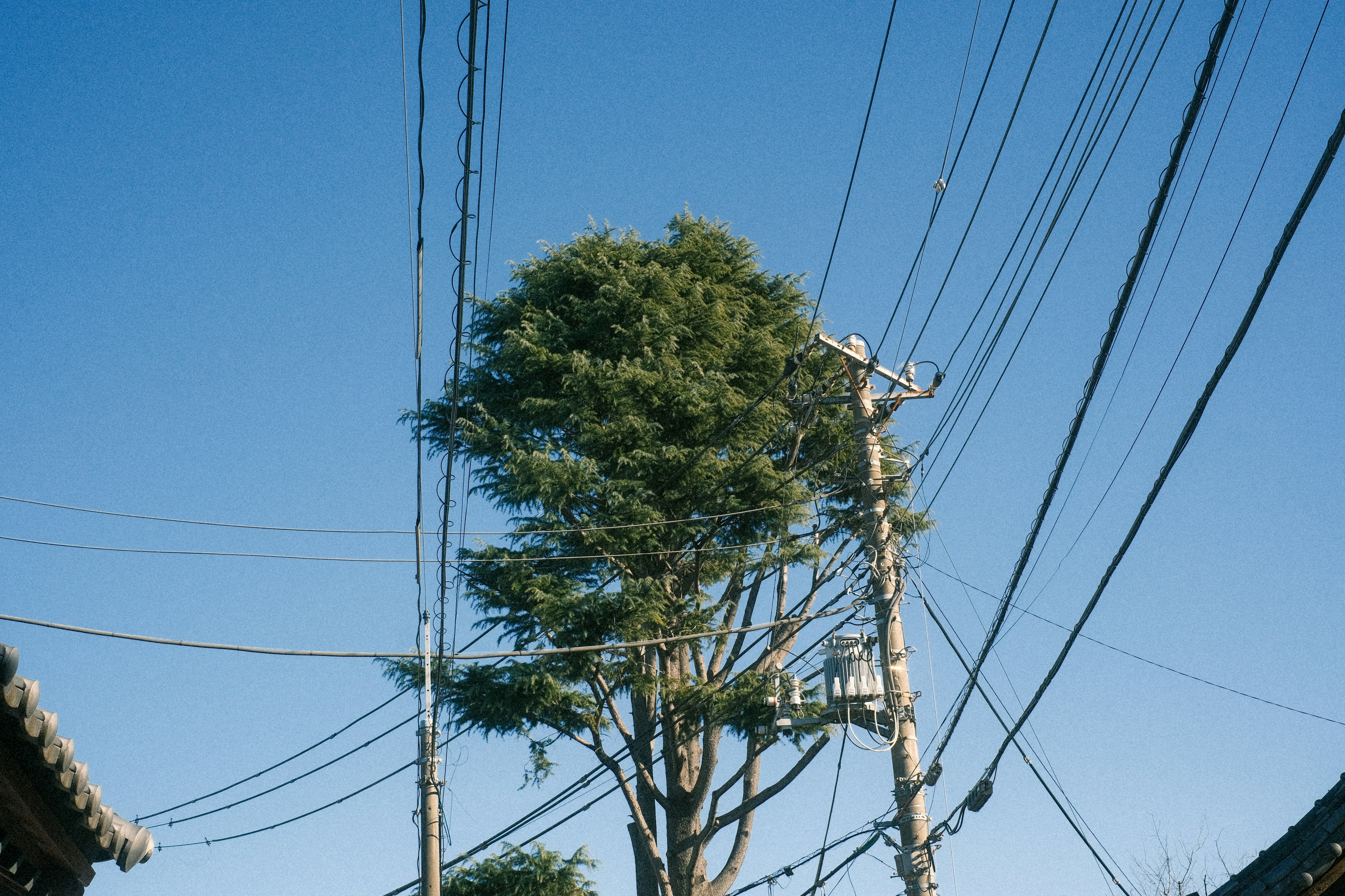 青空の下に立つ大きな木と電線が交差する風景