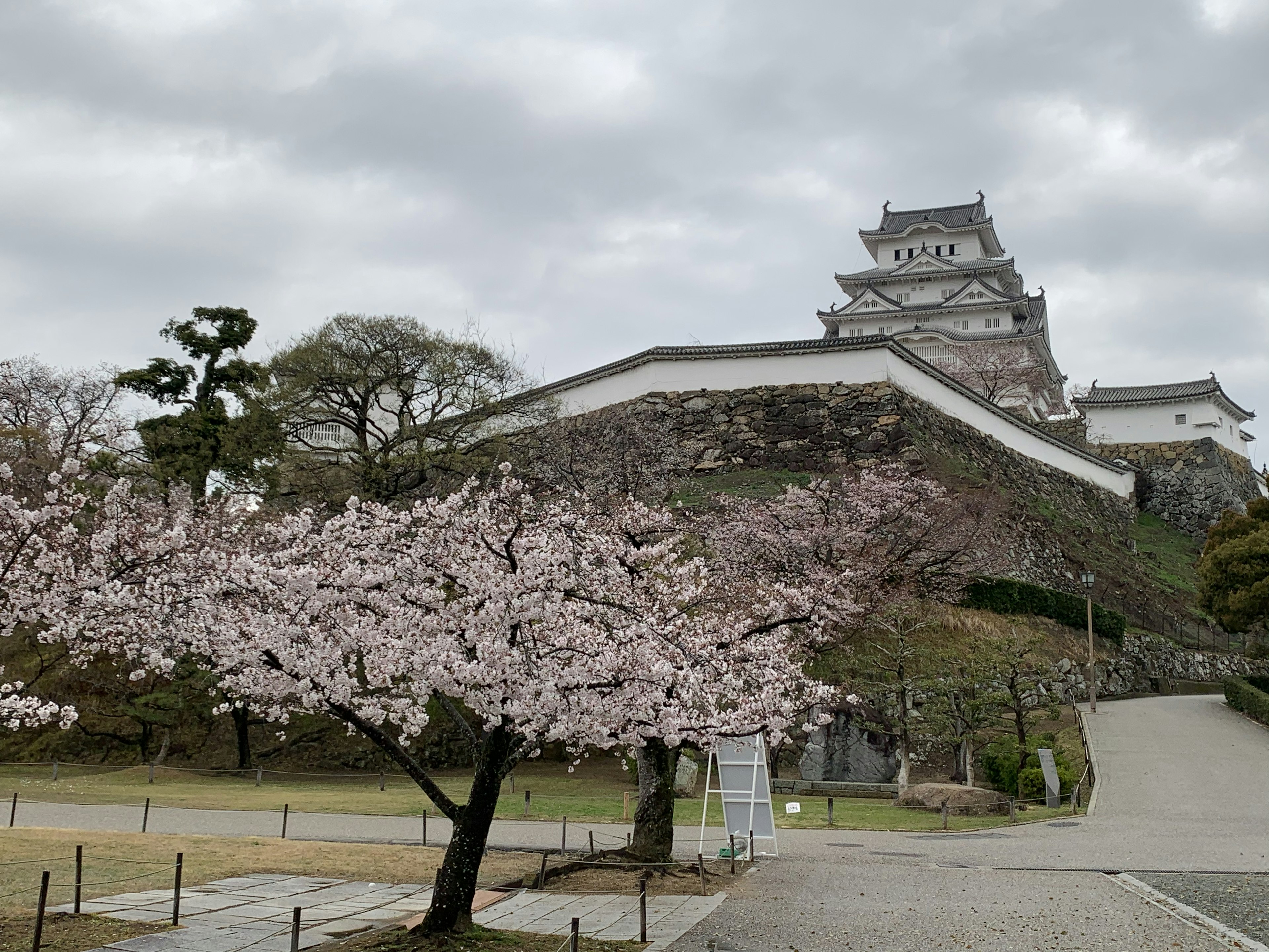 Pohon sakura dengan Kastil Himeji di latar belakang di bawah langit mendung