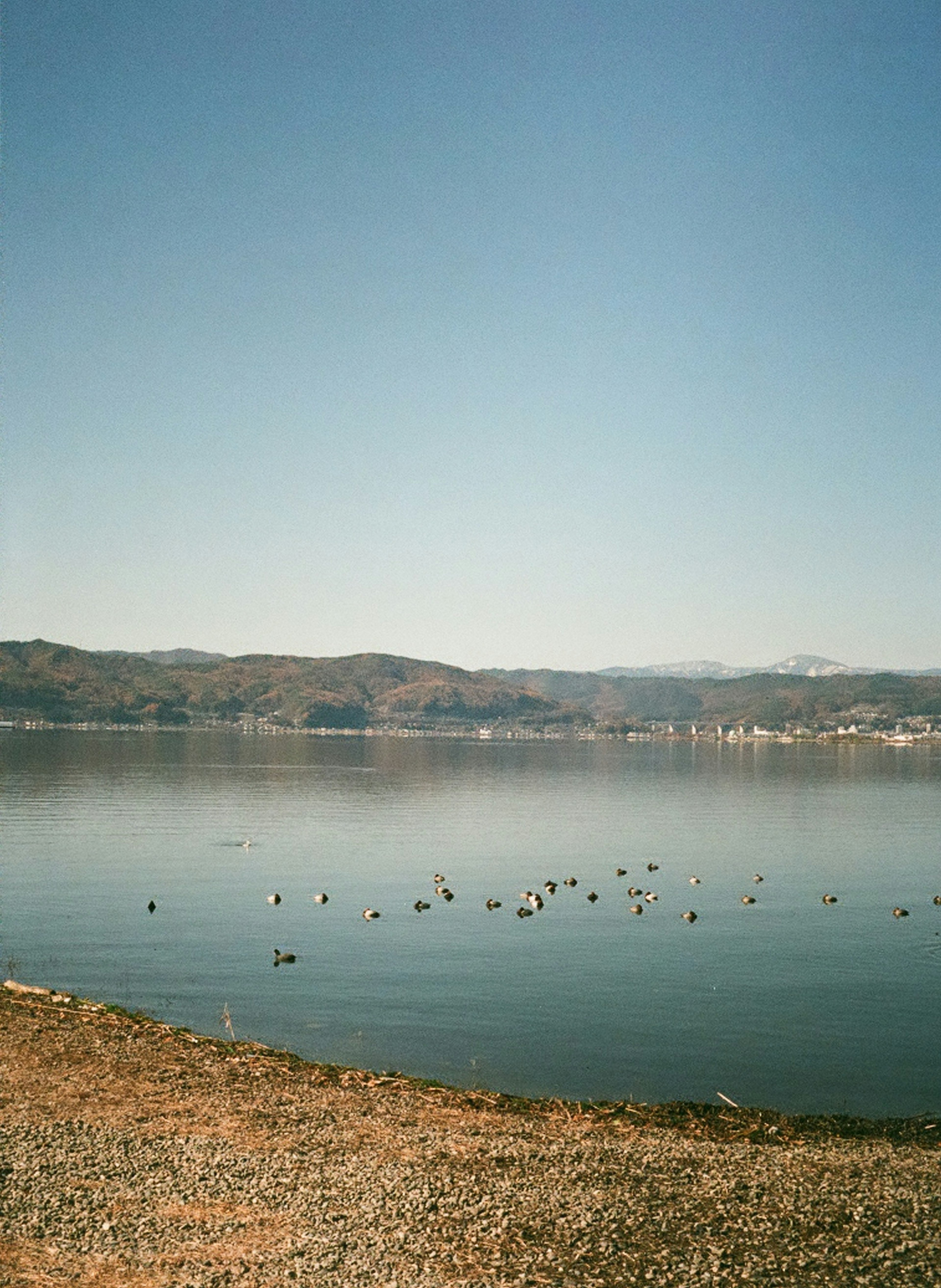 穏やかな湖の景色に浮かぶ鳥たちと遠くの山々